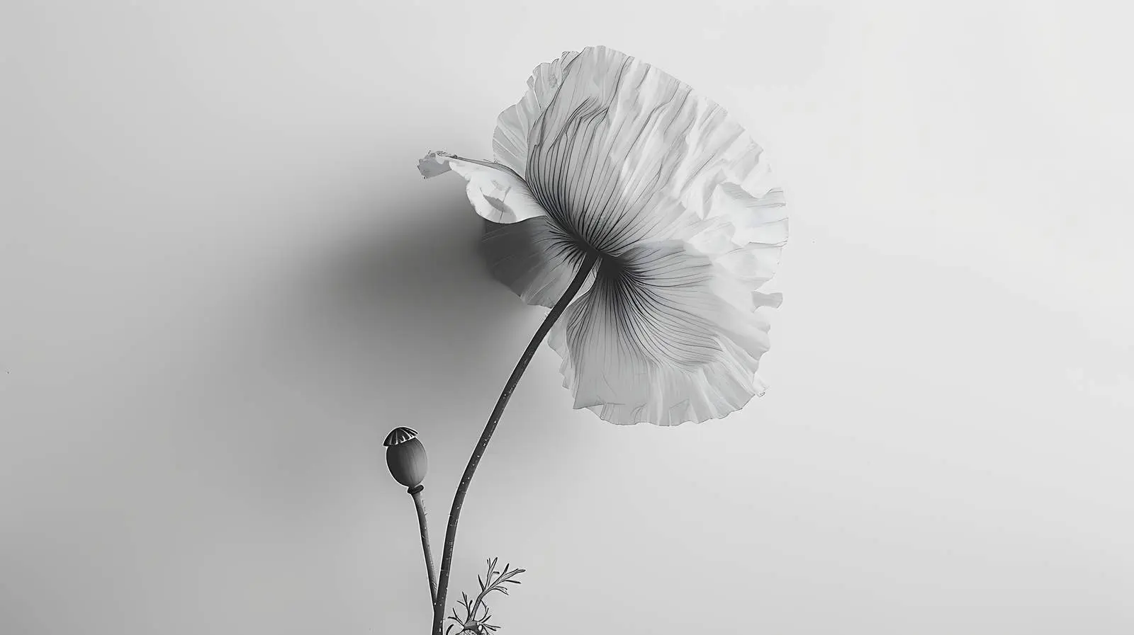 Stunning Black and White Poppy Flower Photography – free class image from Dotvec