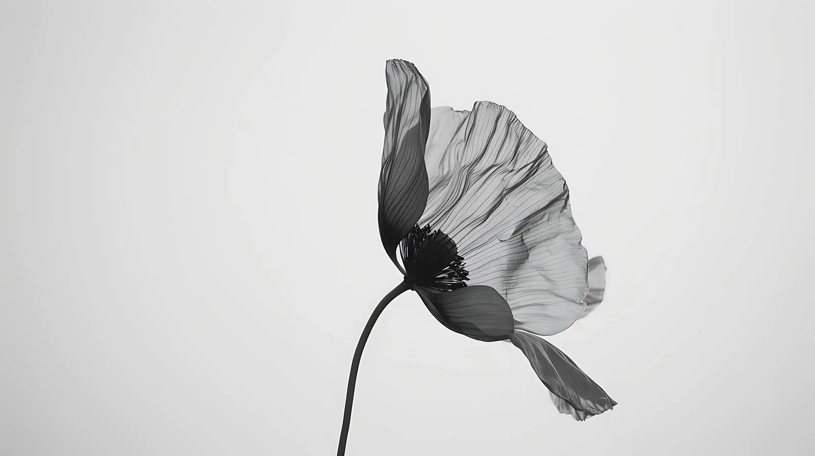 Monochrome Poppy Flower in Black and White – free dramatic image from Dotvec