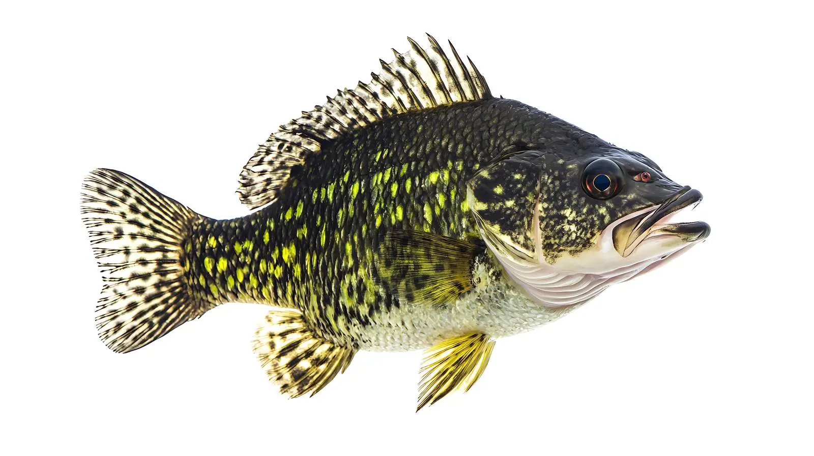 Freshly Caught Black Crappie in Minnesota — free download from Dotvec