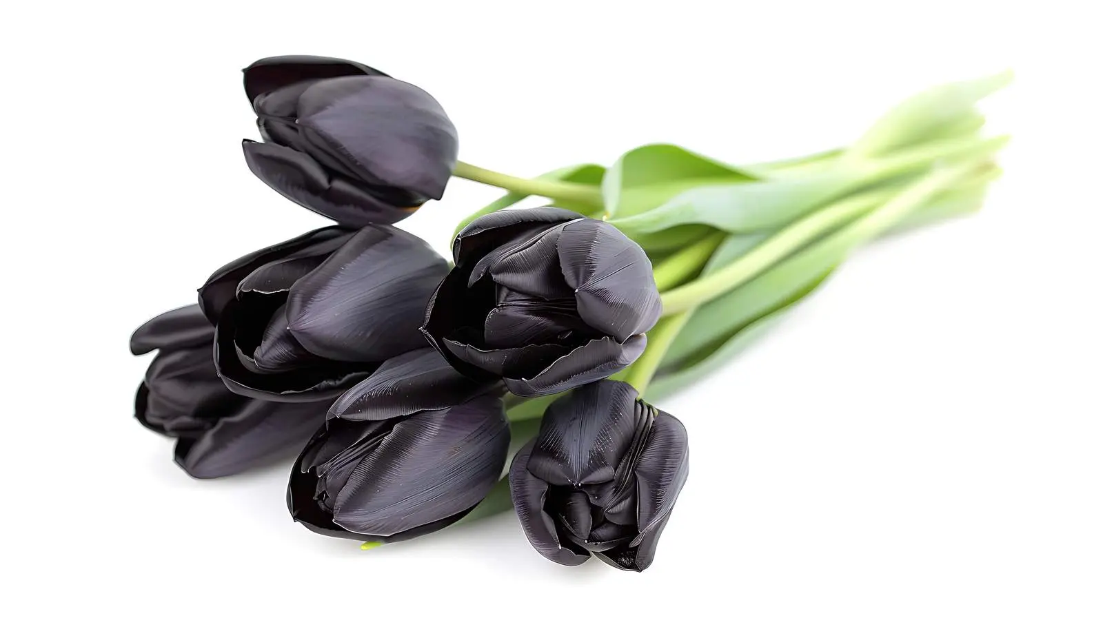 Black Tulip Bouquet on White Background — free download from Dotvec