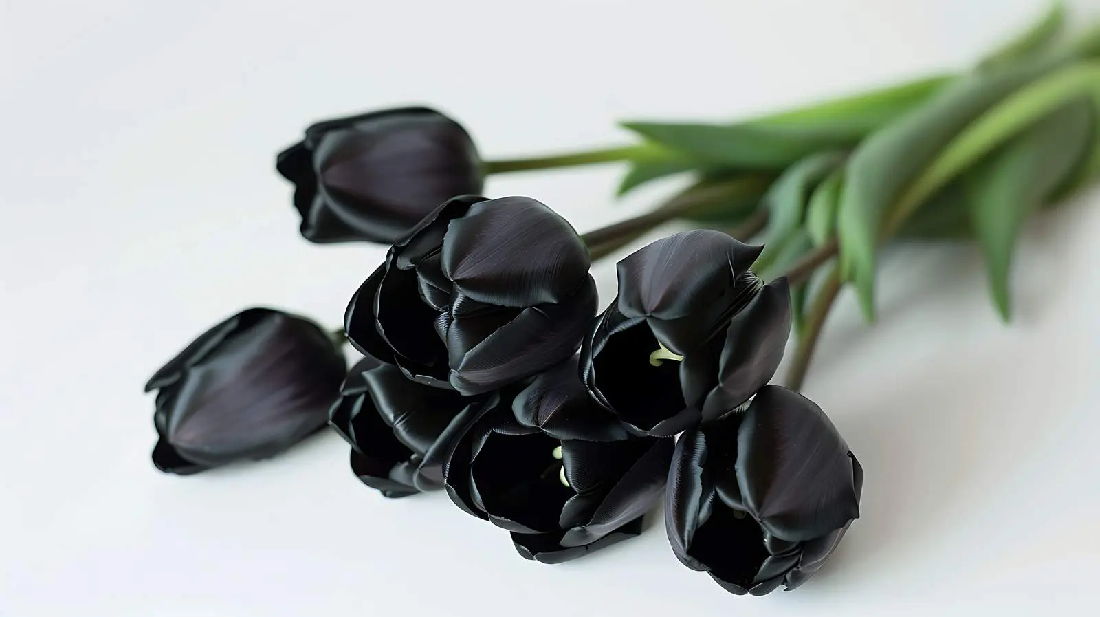 Elegant Black Tulip Bouquet on White Background – free tulips image from Dotvec