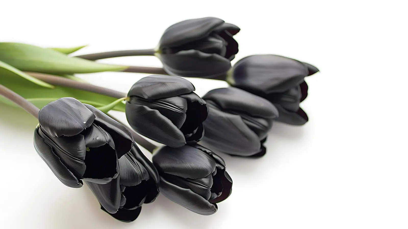 Elegant Black Tulip Bouquet on White Background – free tulips image from Dotvec
