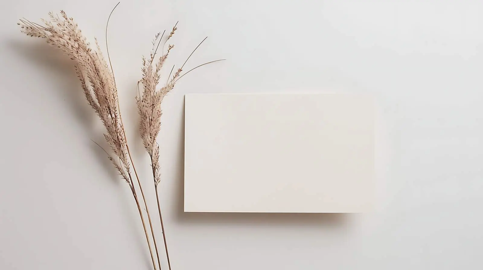 Elegant Blank Paper Card with Dried Rabbit – free branding template image from Dotvec