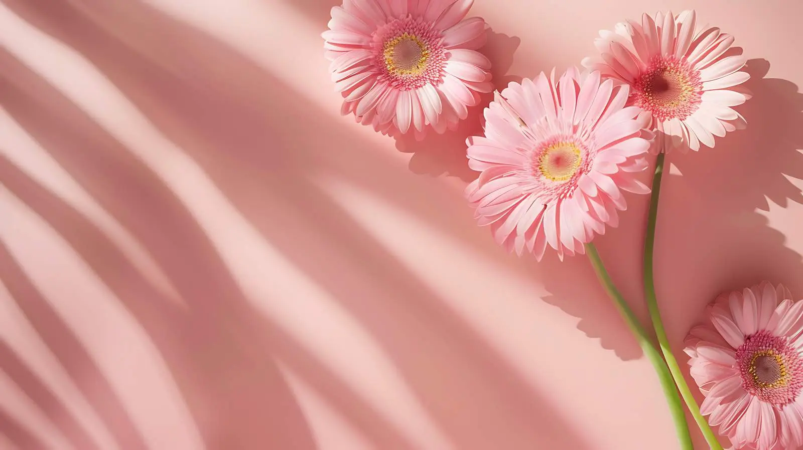 Pink Gerber Flowers on Blank Paper Sheet — free download from Dotvec