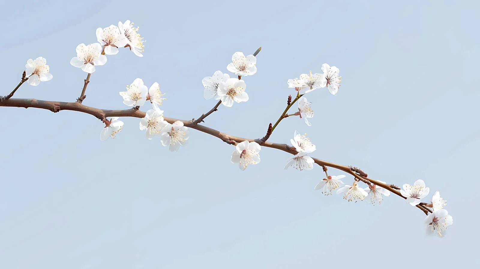 Cherry Plum Branches Blossoming on Background — free download from Dotvec