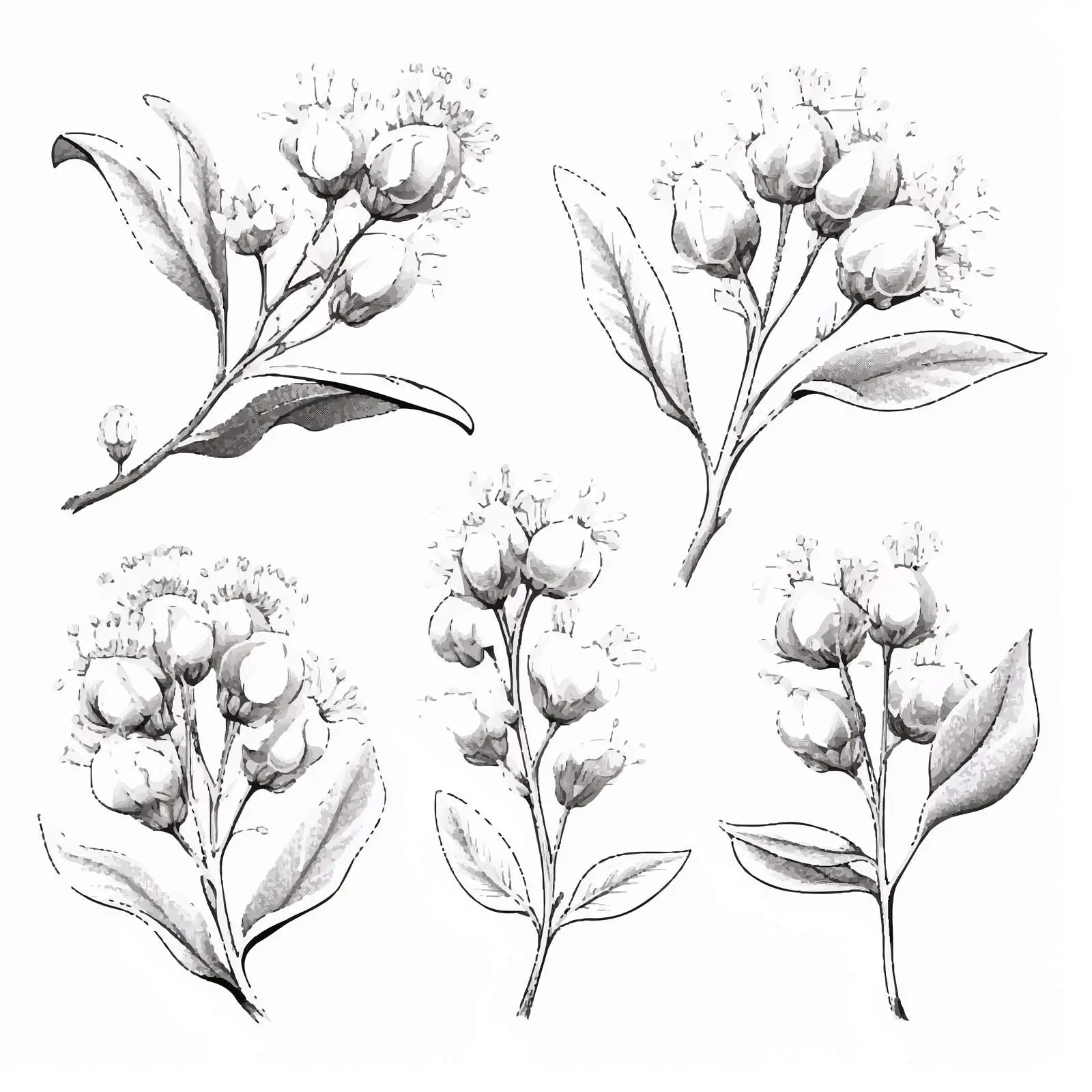 Blooming Eucalyptus Hand-Drawn Vector Illustrations — free download from Dotvec