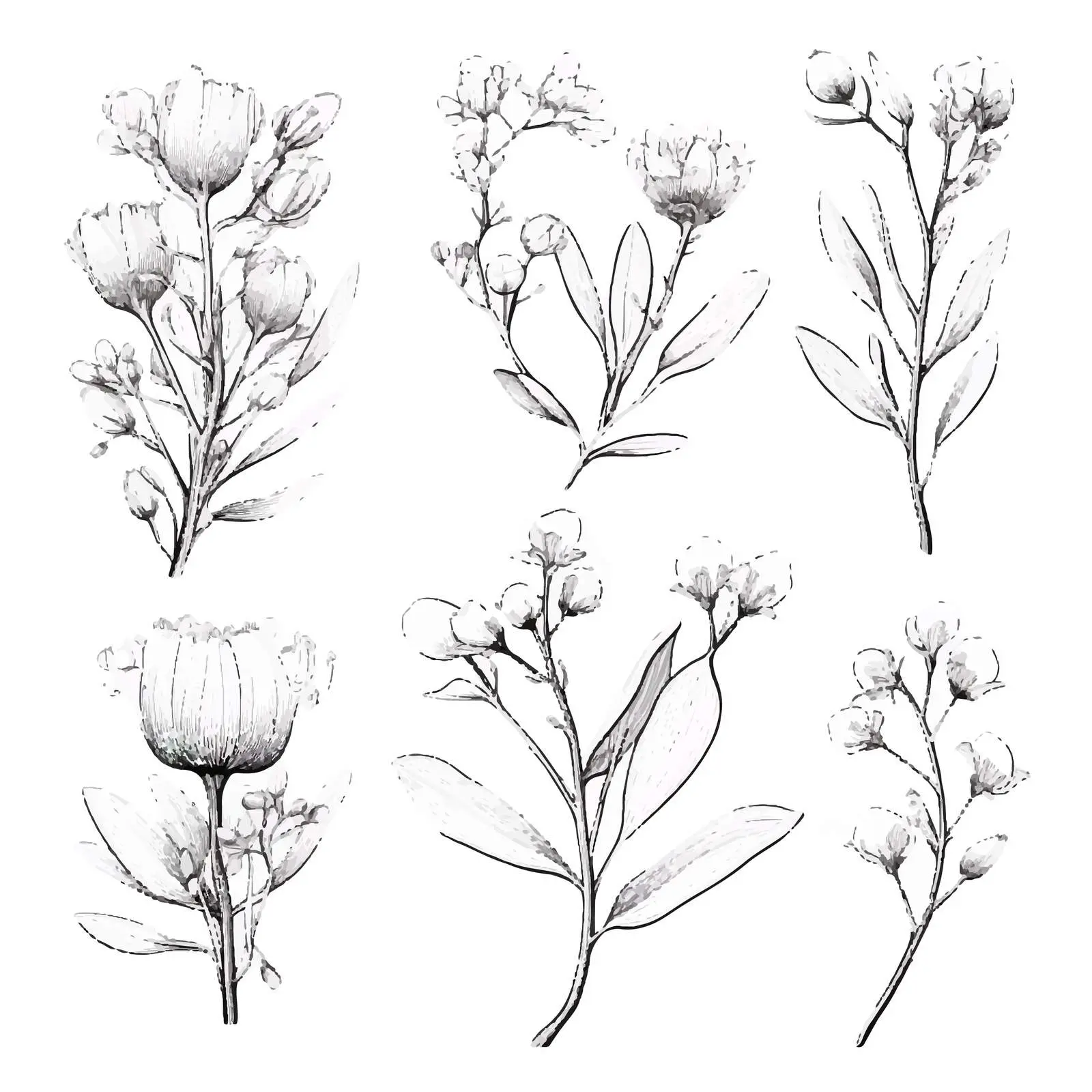 Hand-Drawn Eucalyptus Vector Illustrations Set – free eucalyptus leaves image from Dotvec