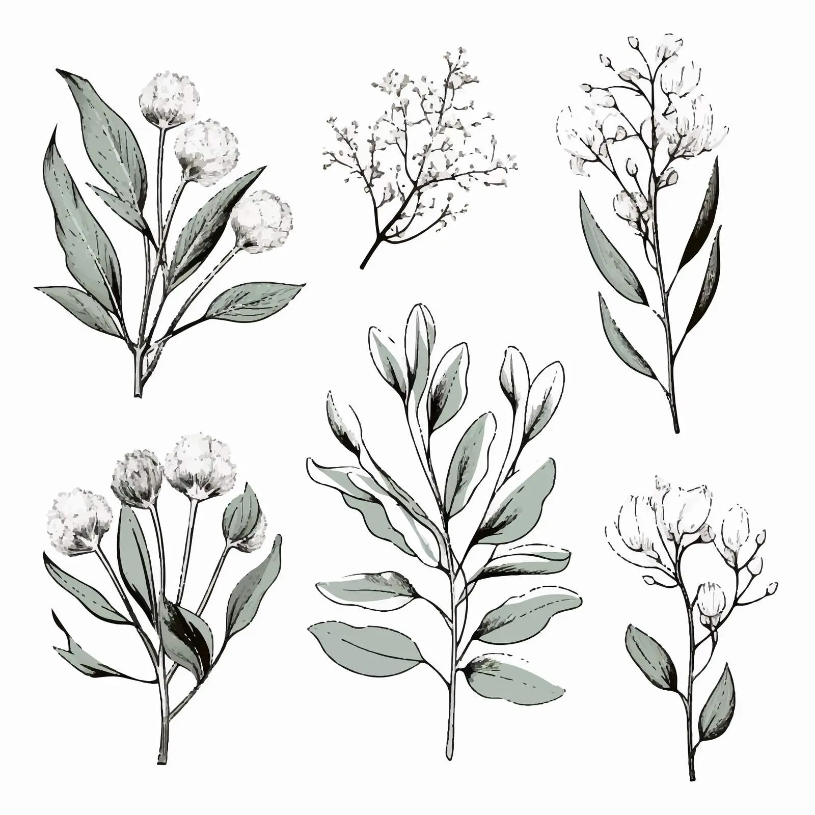 Hand Drawn Blooming Eucalyptus Vector Illustrations — free download from Dotvec