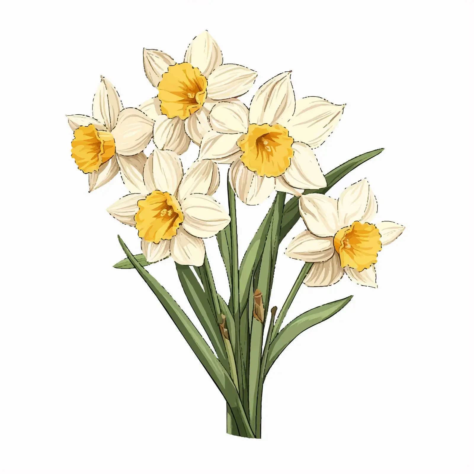 Blooming Narcissus Flowers Isolated on White Background — free download from Dotvec