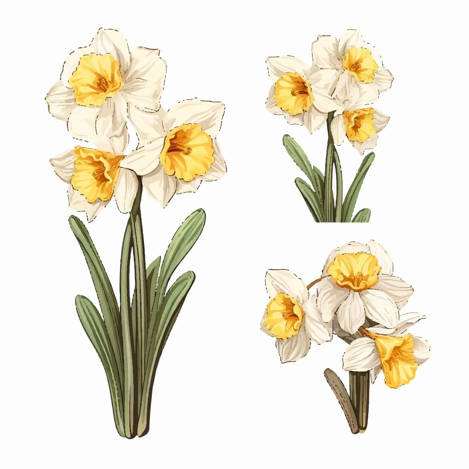 Tender Blooming Narcissus Flowers on White Background — free download from Dotvec