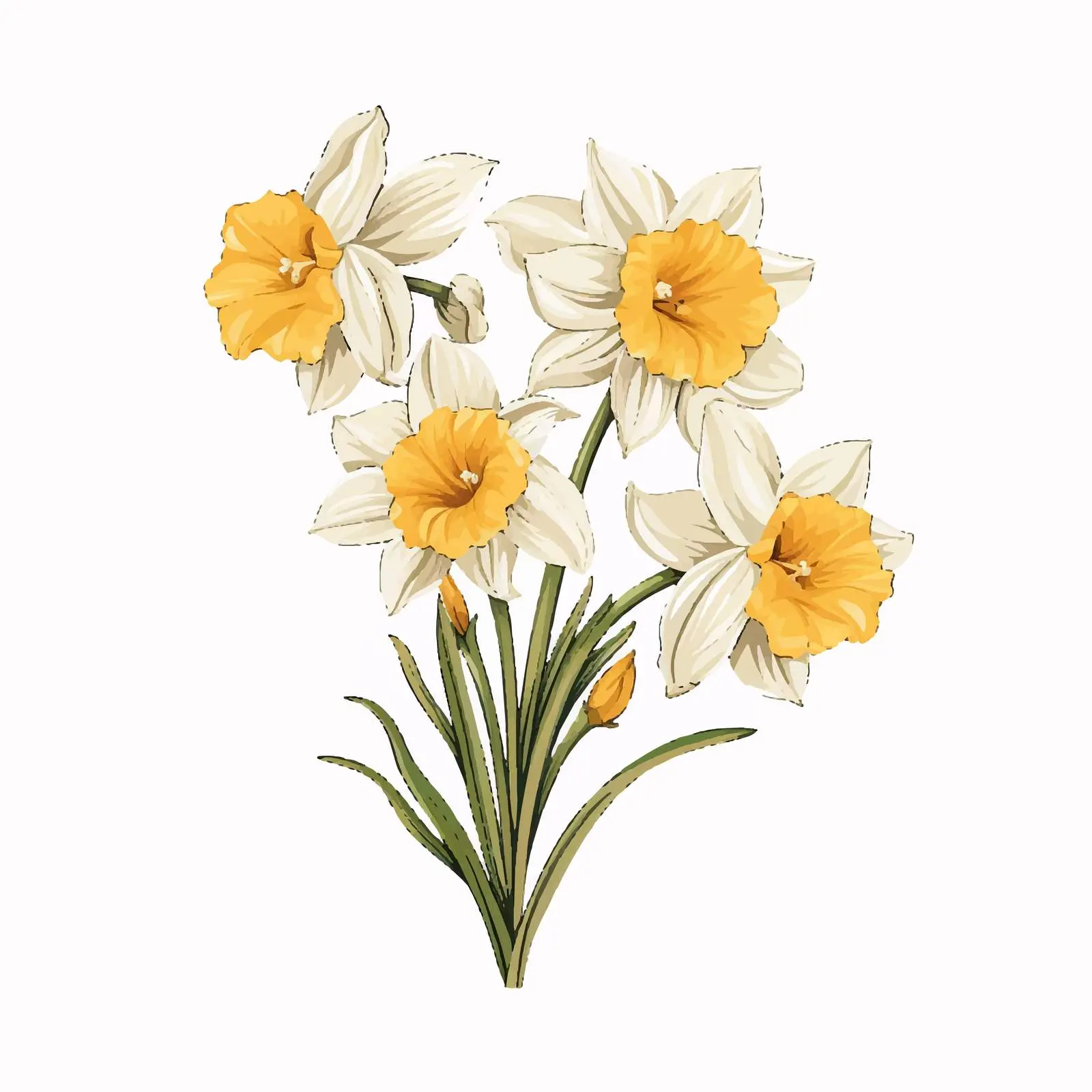 Blooming Narcissus Flowers Isolated on White Background — free download from Dotvec