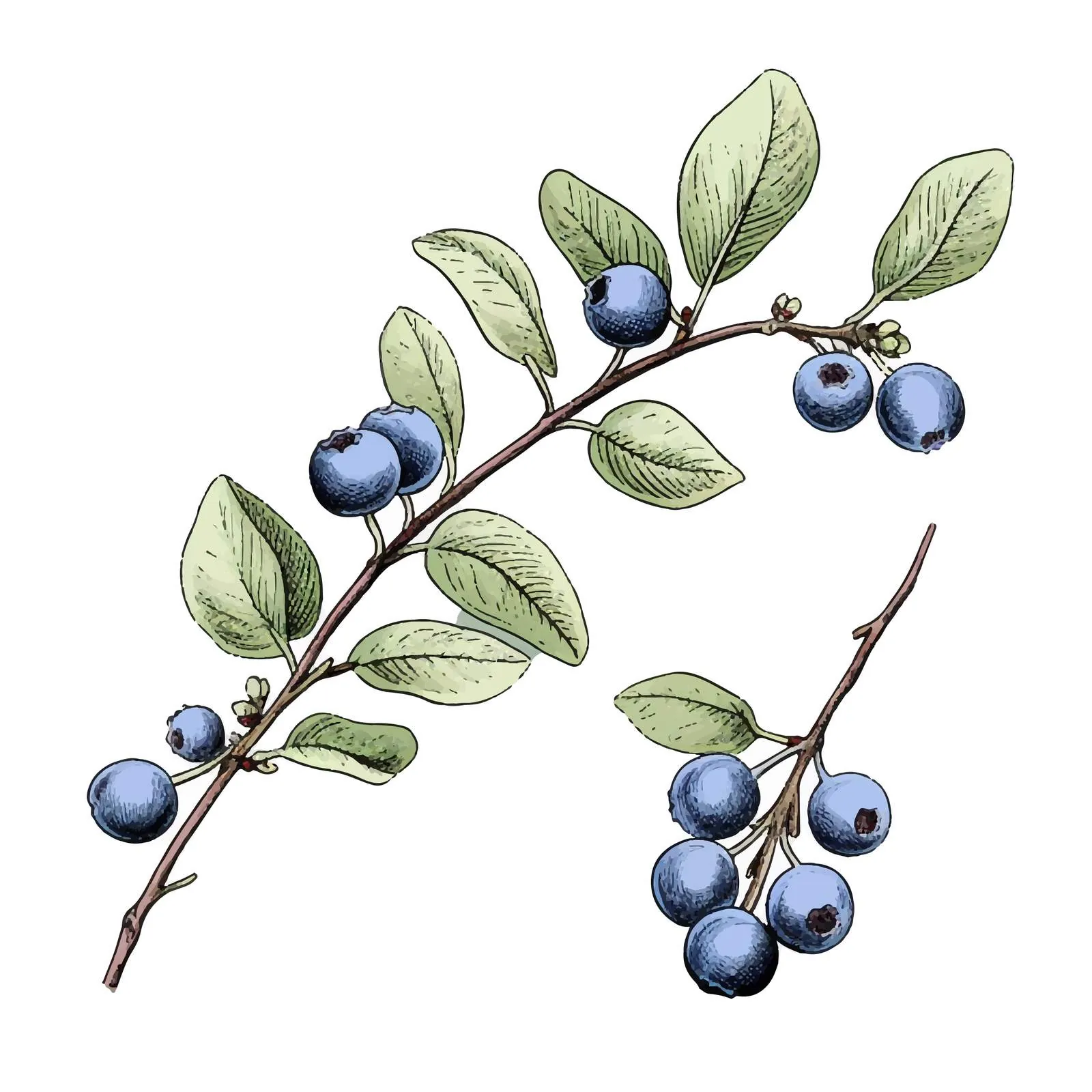 Outlined Blueberry Branch Botanical Vector Drawing — free download from Dotvec