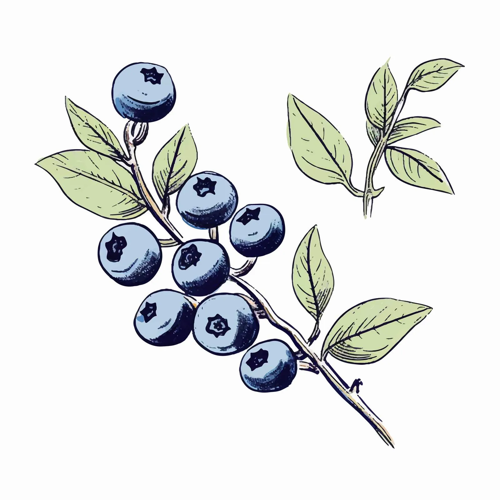 Outlined Blueberry Branch Botanical Vector Sketch – free printable artwork image from Dotvec