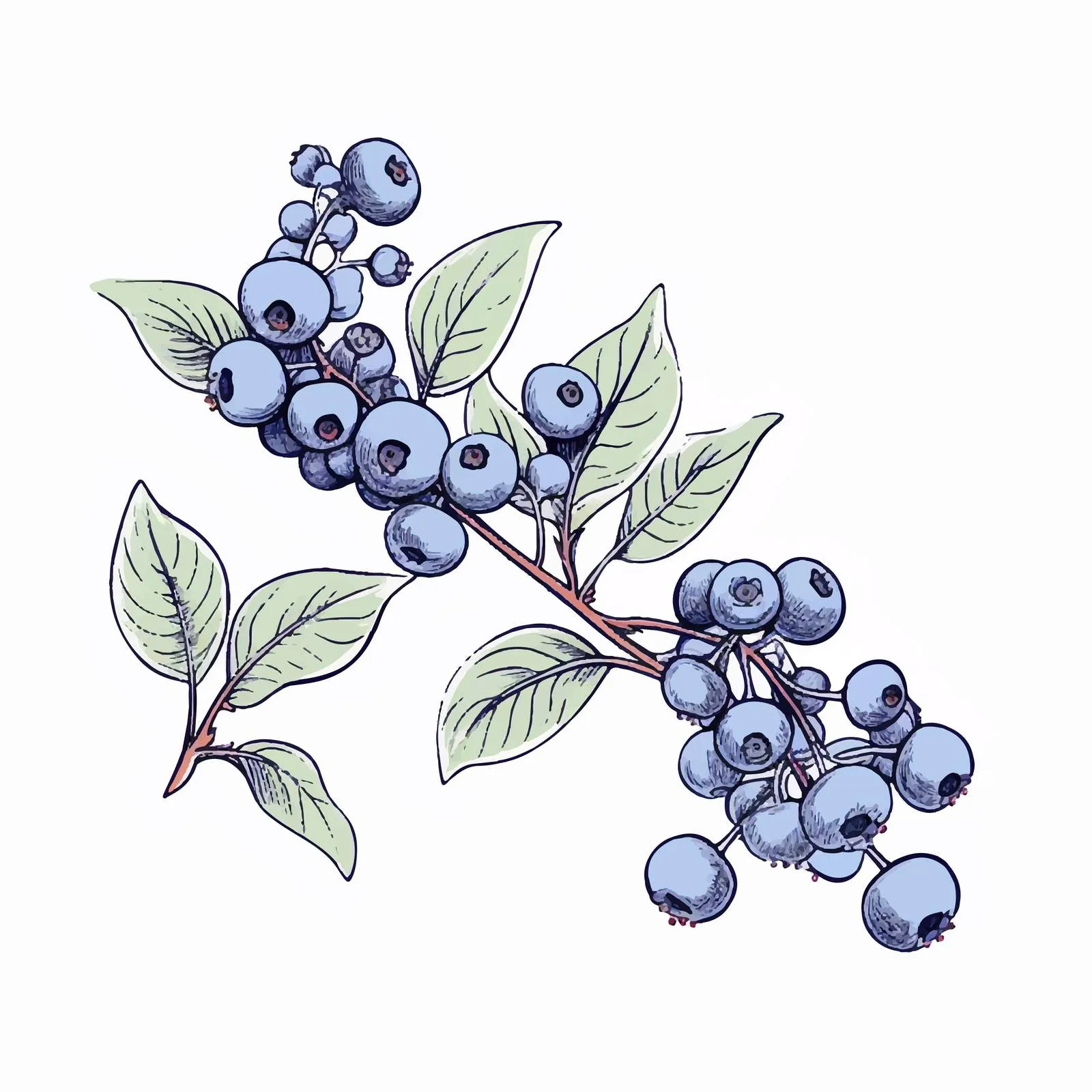 Outlined Blueberry Botanical Sketch Illustration — free download from Dotvec