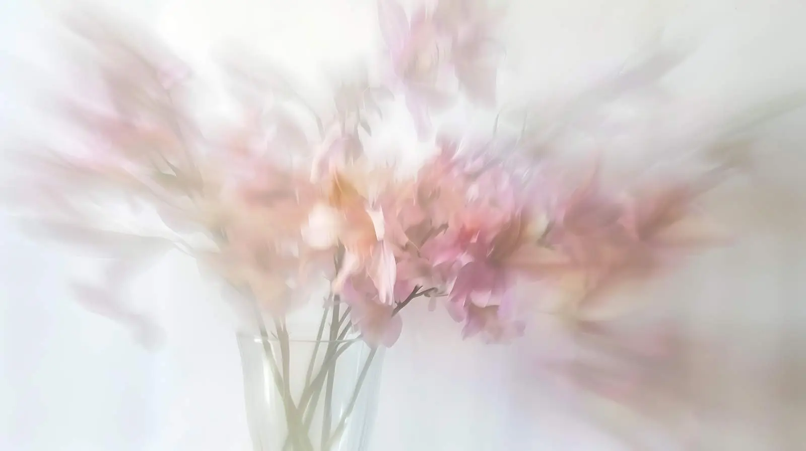 Blurred Beautiful Flower in Luxury Vase – free fragrance image from Dotvec