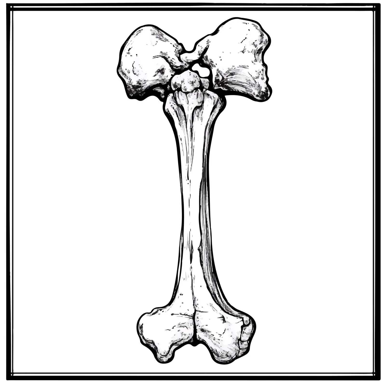 Black and White Bone Cartoon Vector — free download from Dotvec