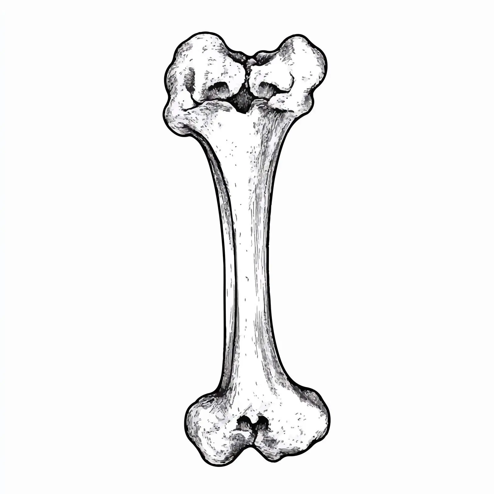 Black and White Bone Illustration — free download from Dotvec
