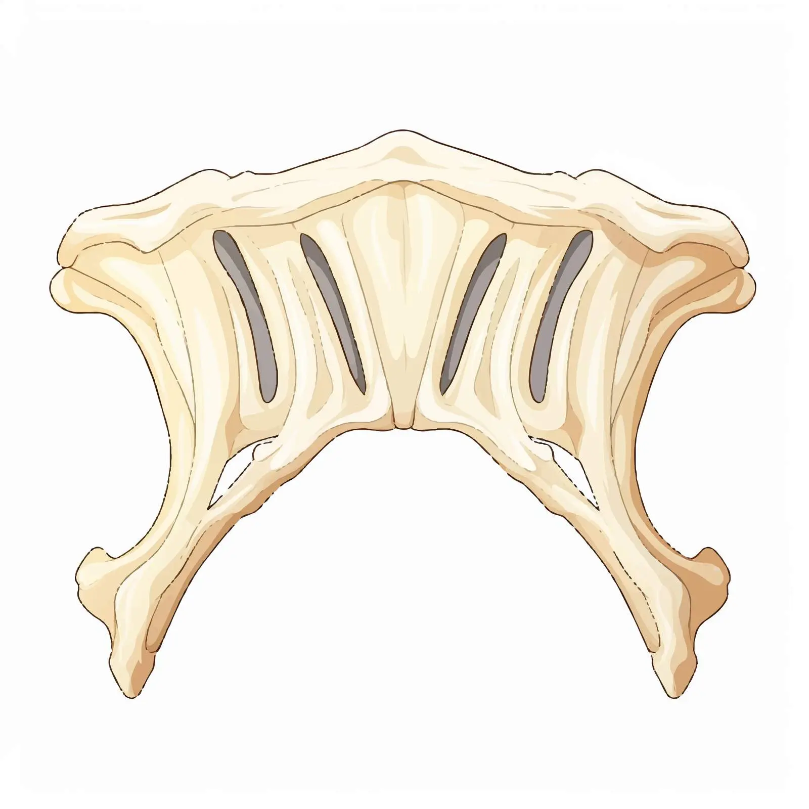 Top View Bone Vector Illustration on White Background — free download from Dotvec