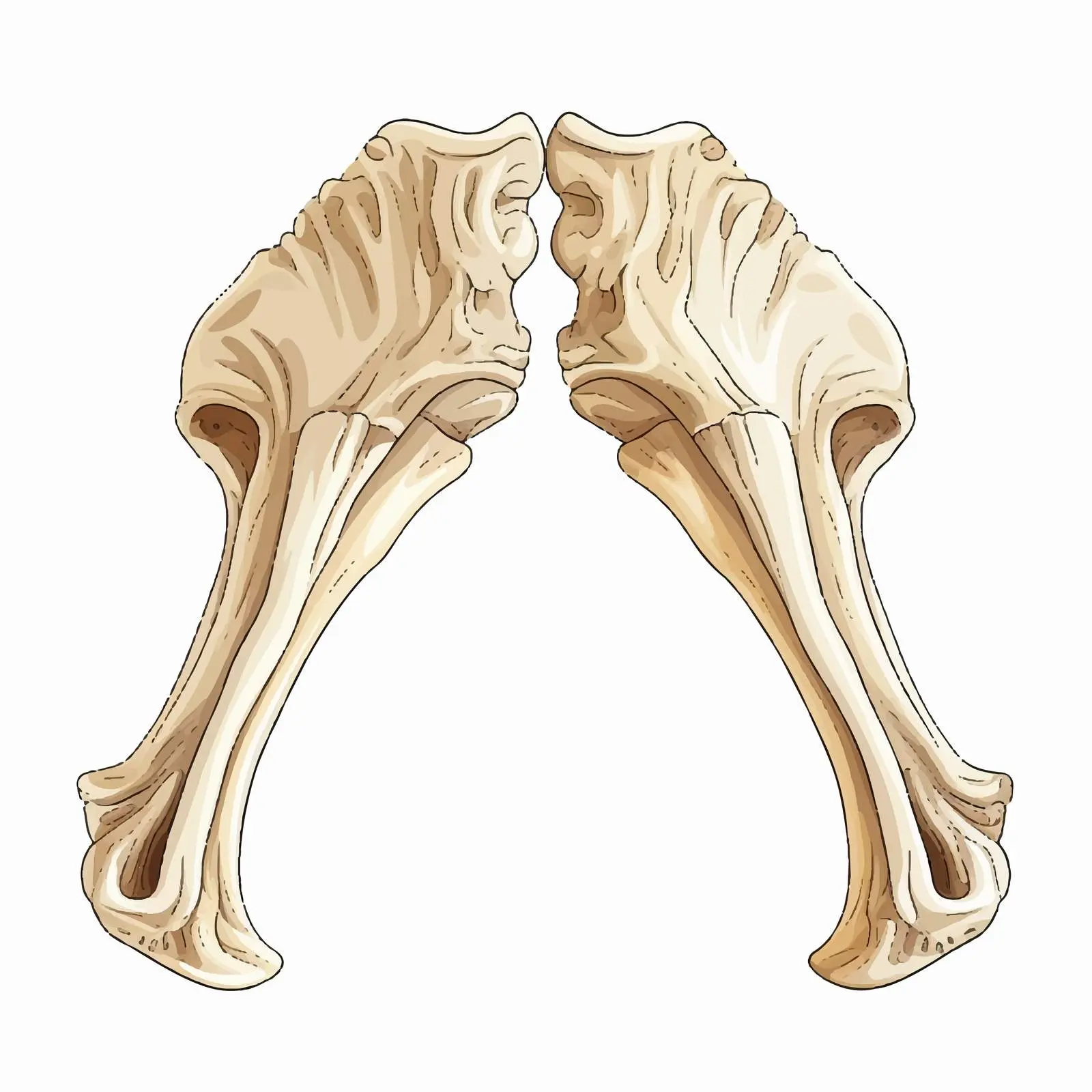 Top View Bone Vector Illustration on White Background — free download from Dotvec
