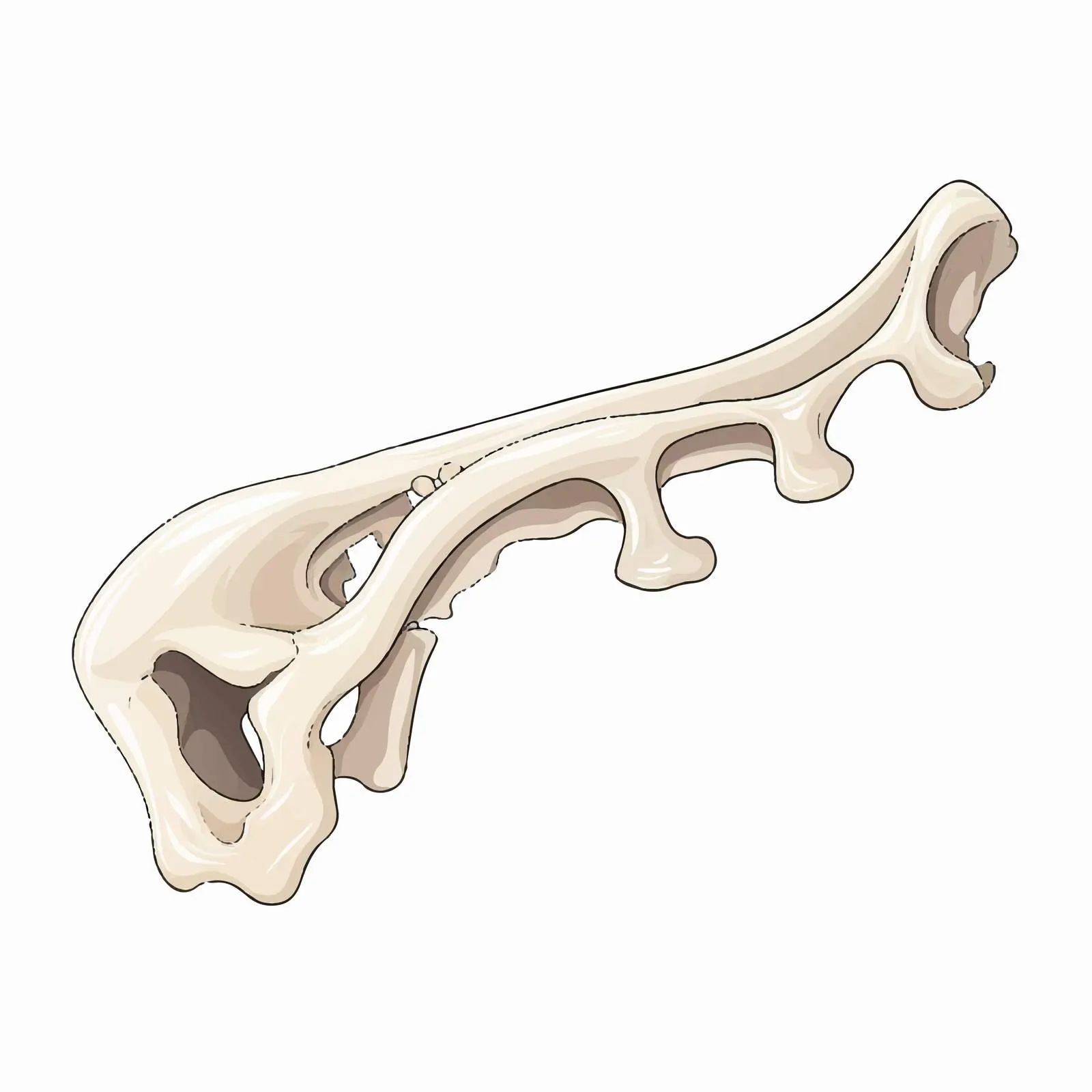 Top View Bone Vector Illustration — free download from Dotvec