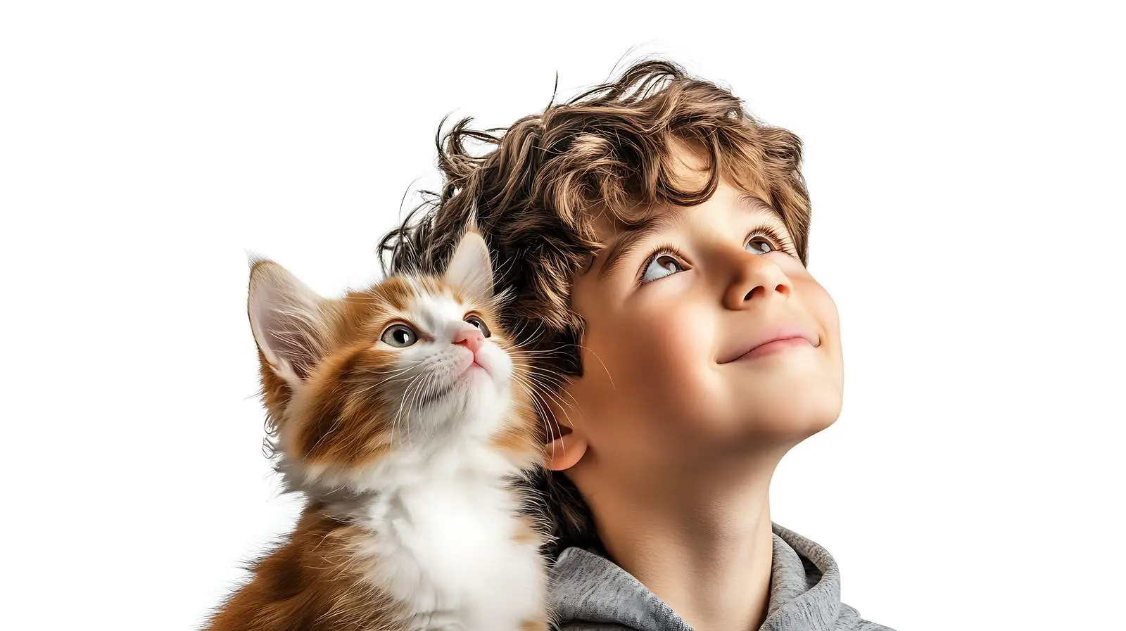 Dog and Kitten Together Looking Up – free mammals image from Dotvec