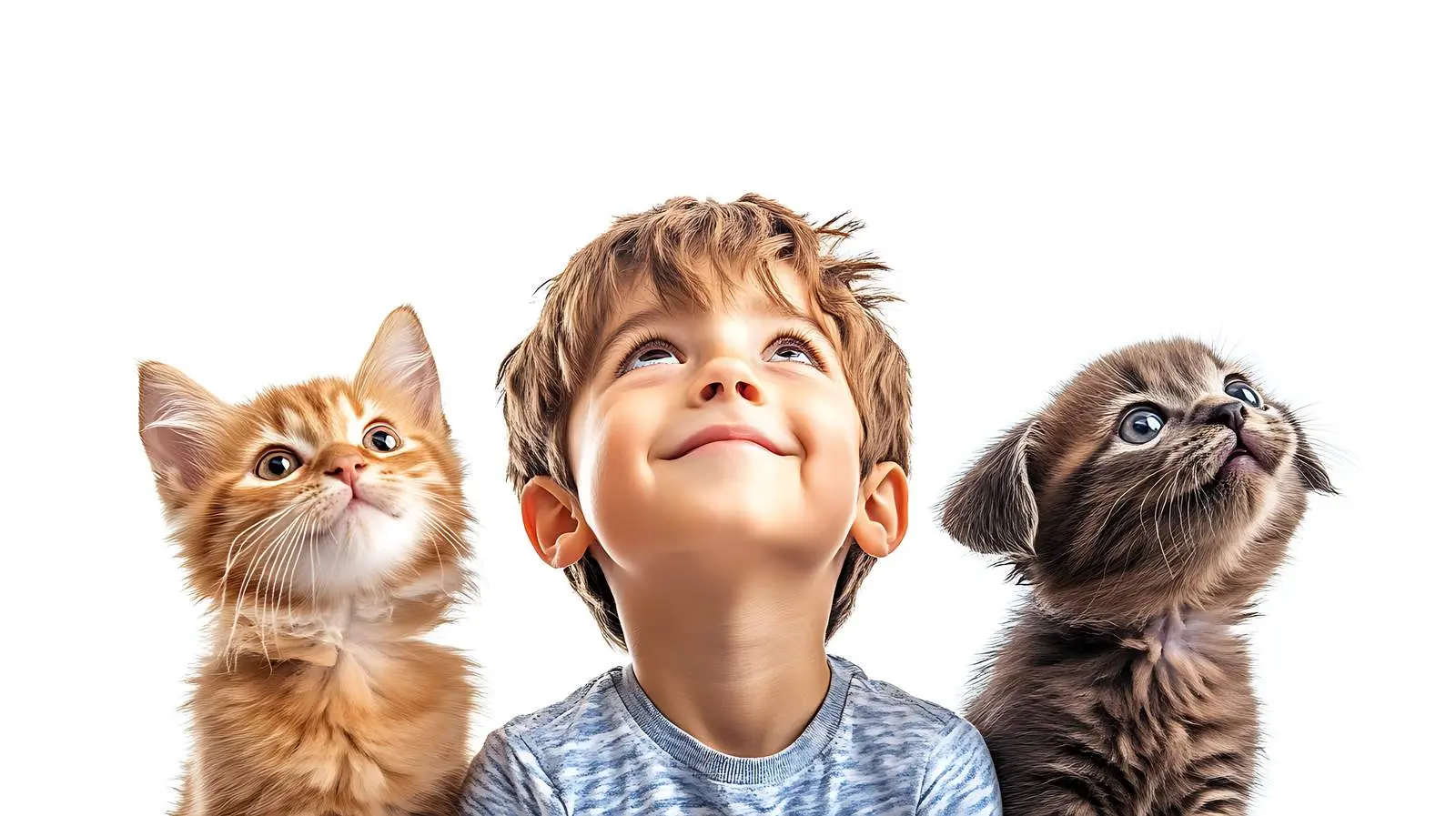 Dog and Kitten Together Looking Up – free mammals image from Dotvec