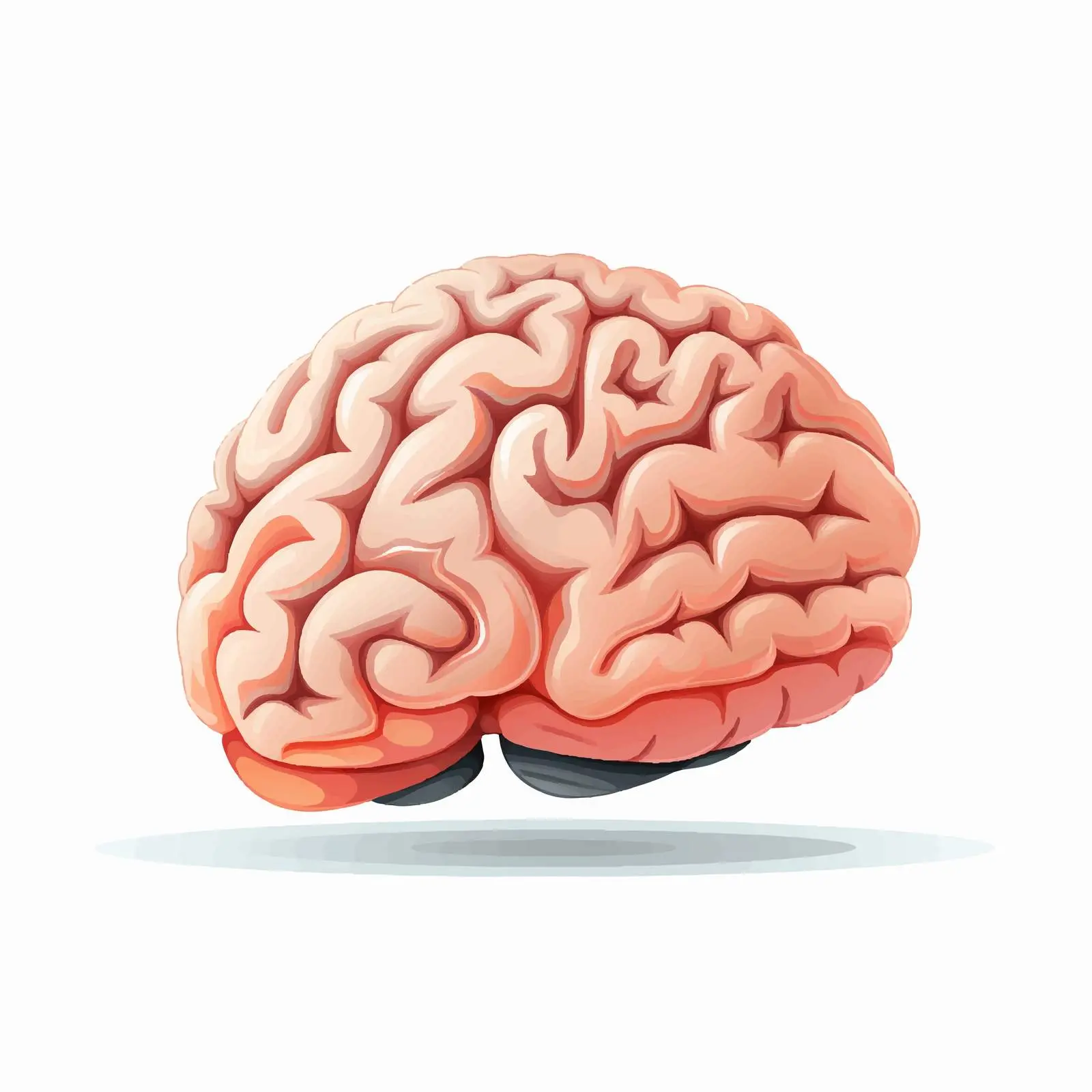 Top View Brain Vector Illustration on White Background — free download from Dotvec