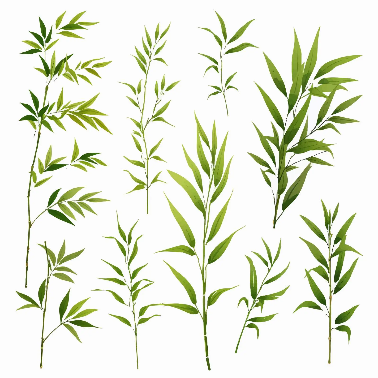 Fresh Green Bamboo Leaves on White Background – free botanical graphics image from Dotvec