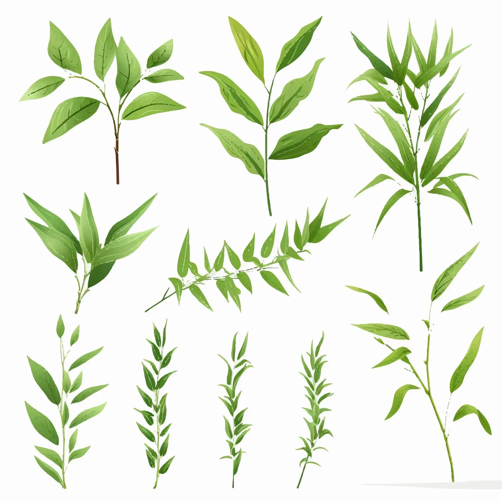 Fresh Green Bamboo Leaves on White Background — free download from Dotvec