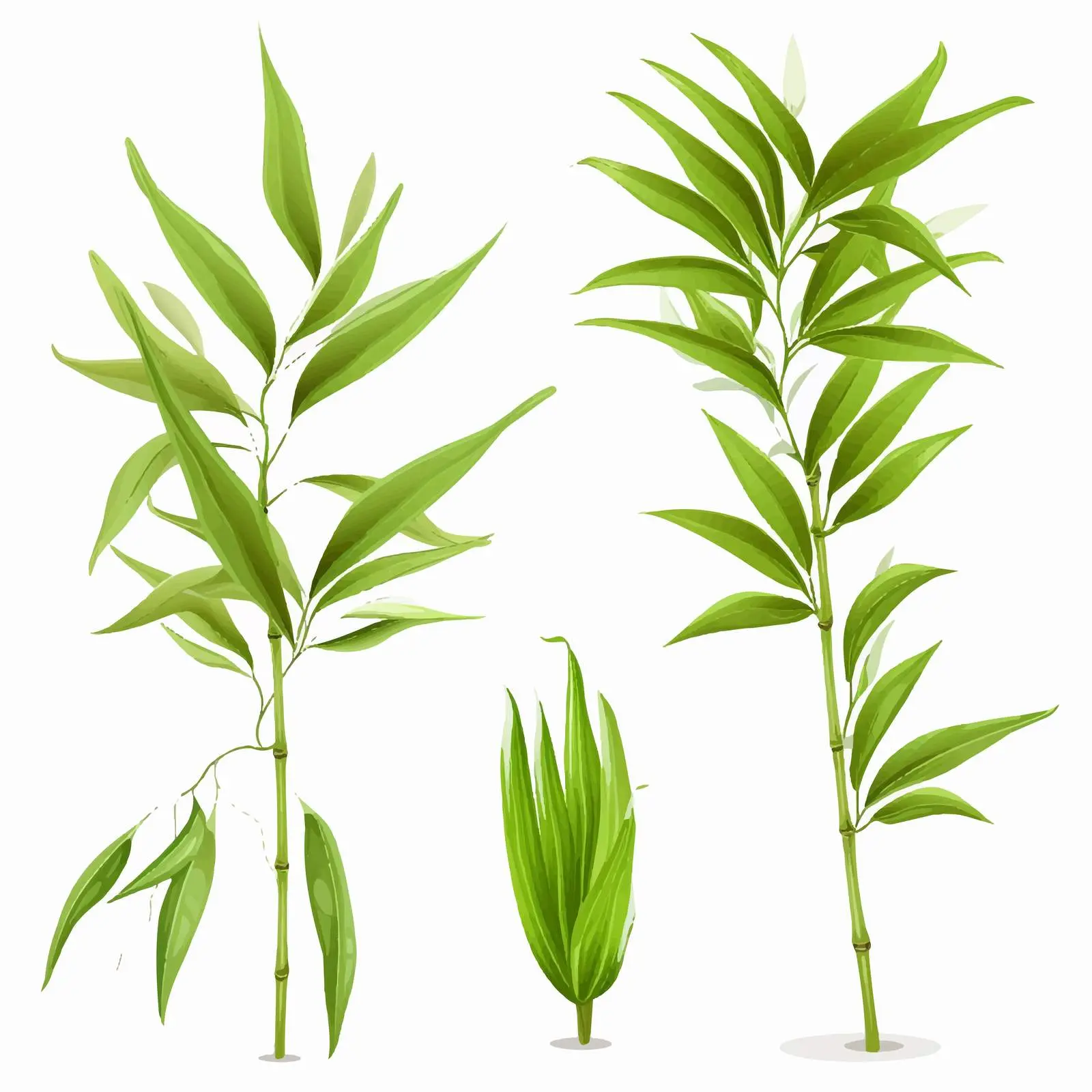Fresh Green Bamboo Leaves on White Background — free download from Dotvec