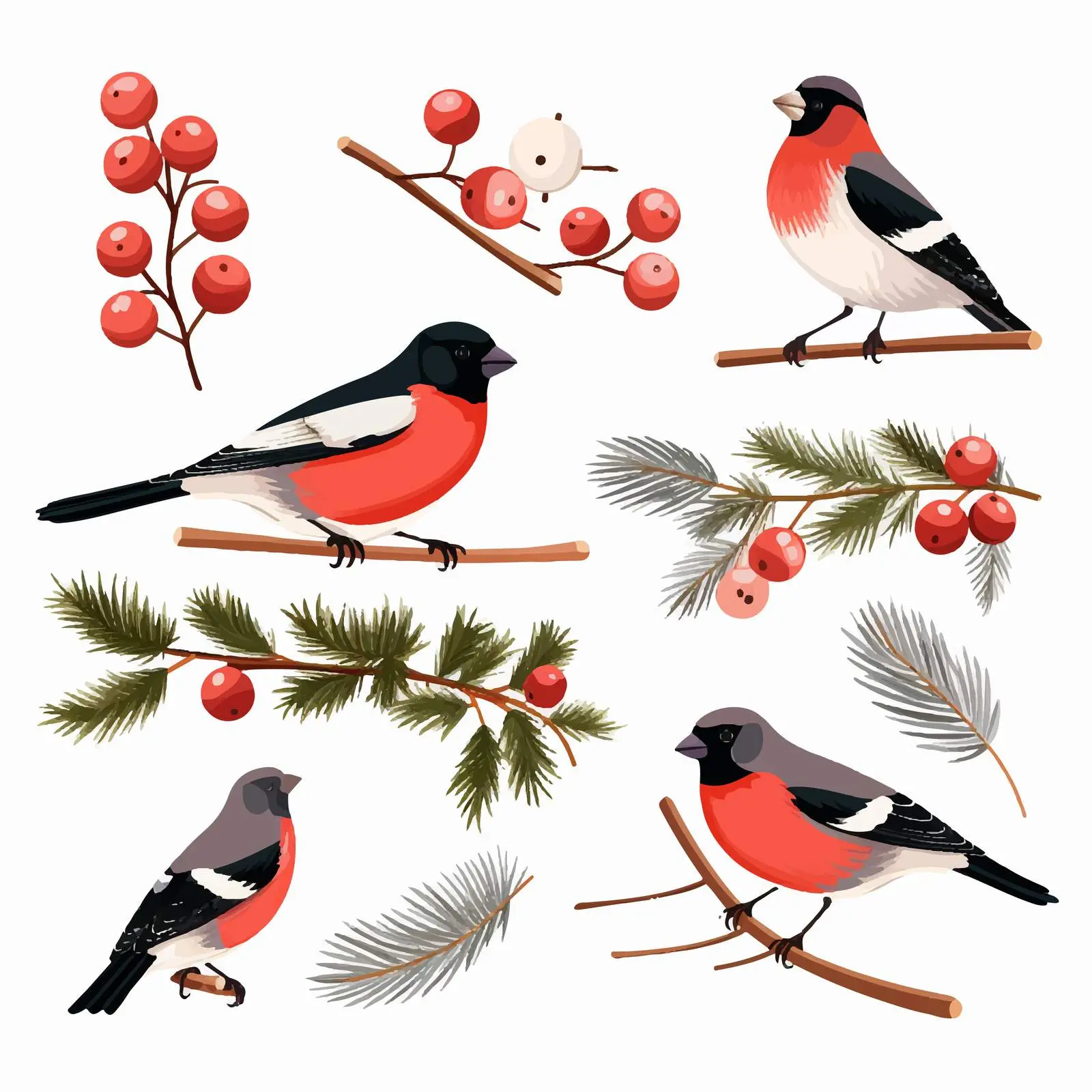 Bullfinches and Fur Tree Clip Art Illustration – free educational resources image from Dotvec