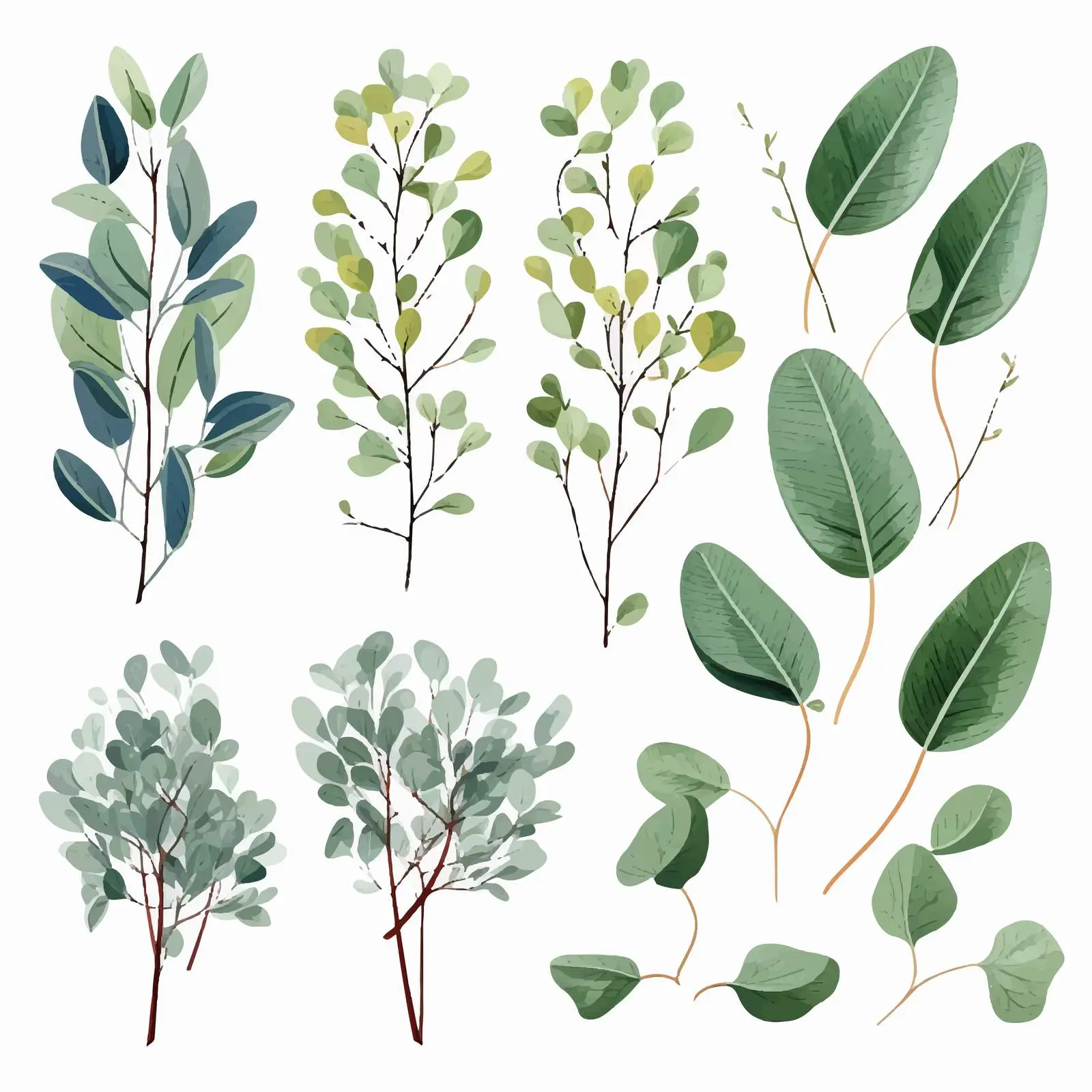 Elegant Eucalyptus Detailed Vector Drawings — free download from Dotvec