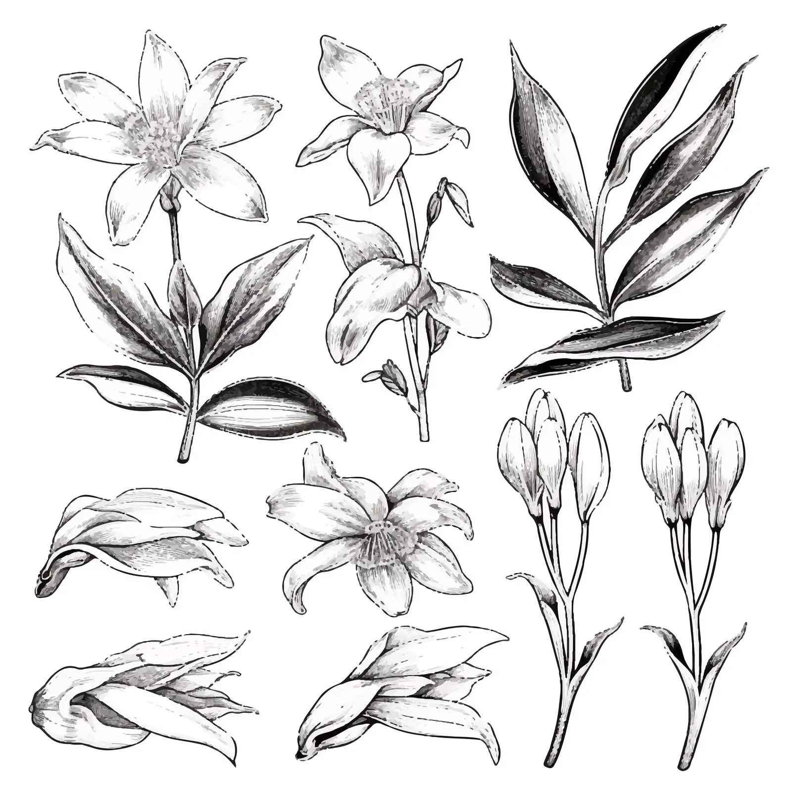 Natural Drawings of Vanilla Plants with Fruits — free download from Dotvec