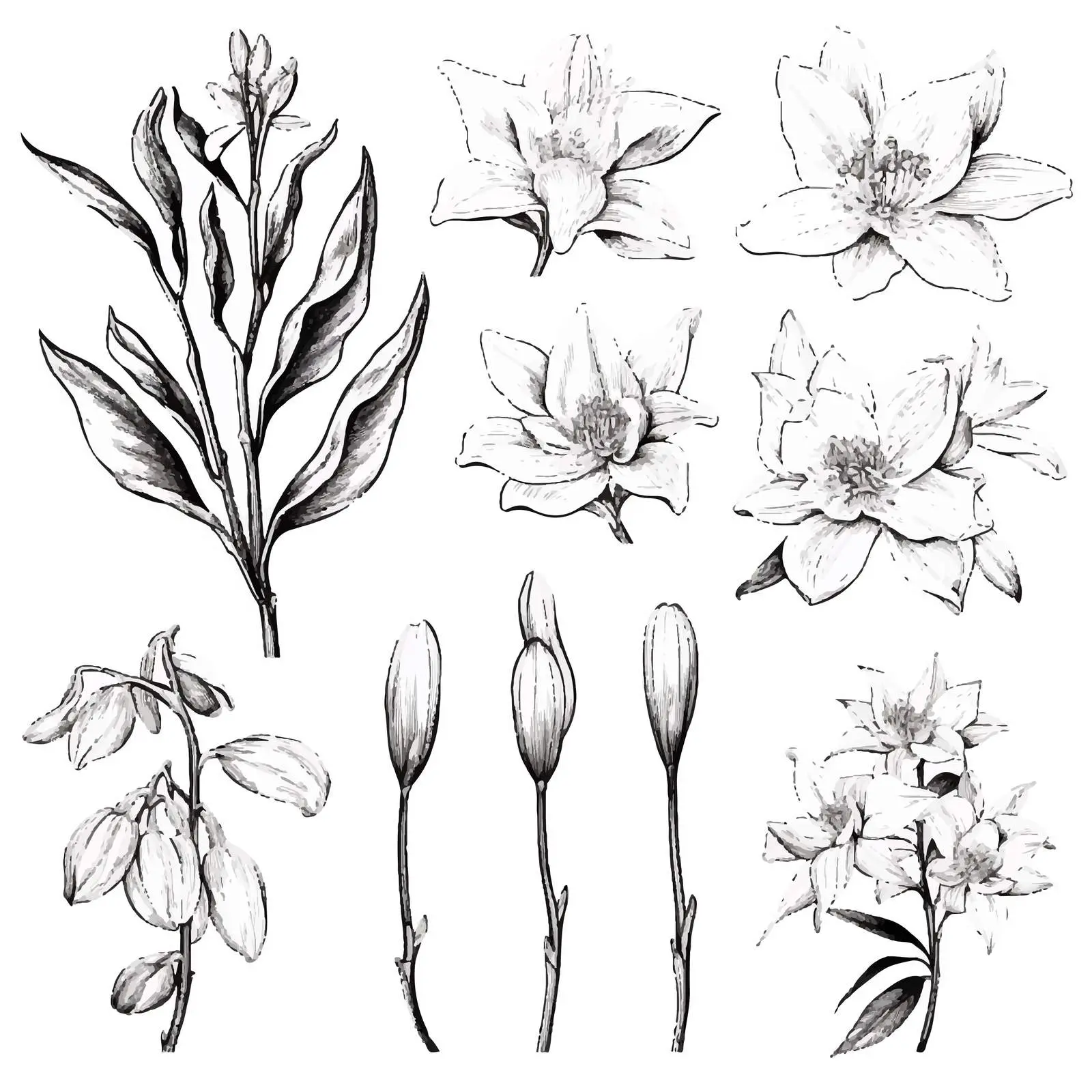 Natural Drawings of Vanilla Plants and Fruits — free download from Dotvec