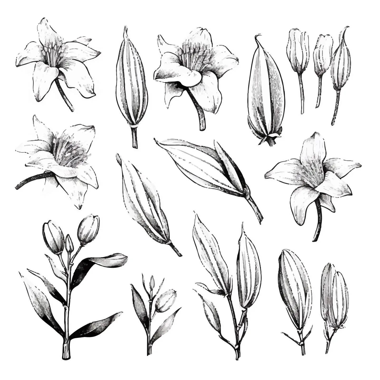 Natural Drawings of Vanilla Plants and Fruits — free download from Dotvec