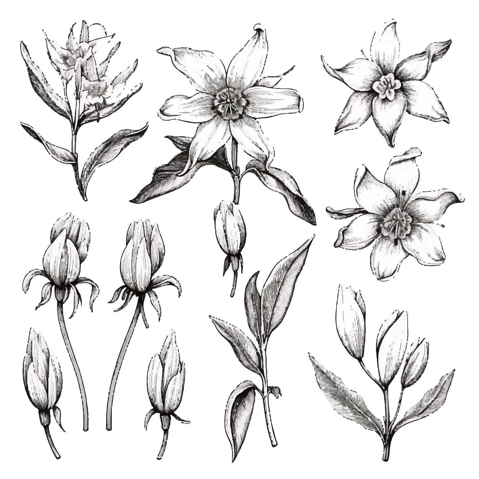 Natural Drawings of Vanilla Plants and Fruits — free download from Dotvec