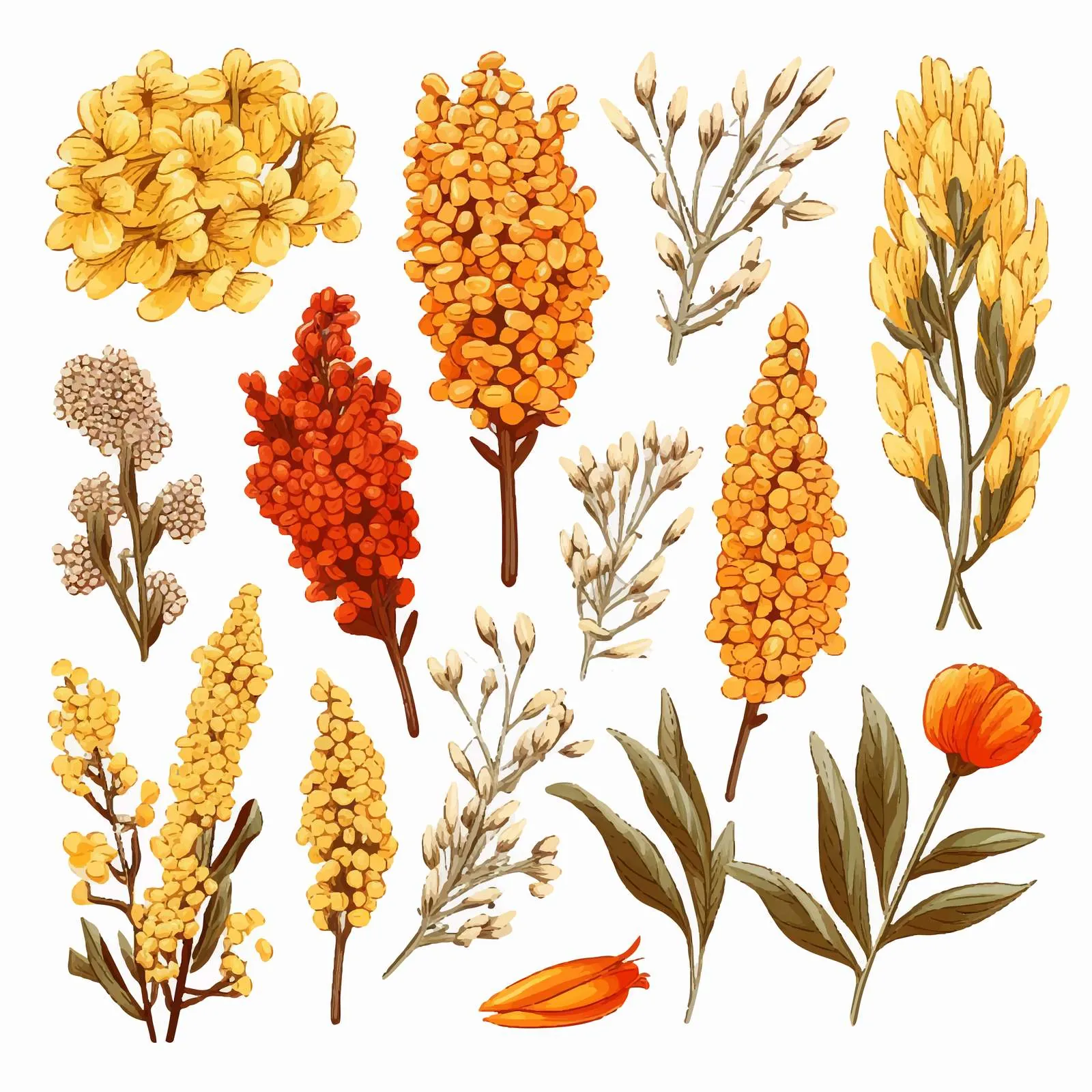 Diverse Quinoa Flowering Plants and Seeds Vectors — free download from Dotvec