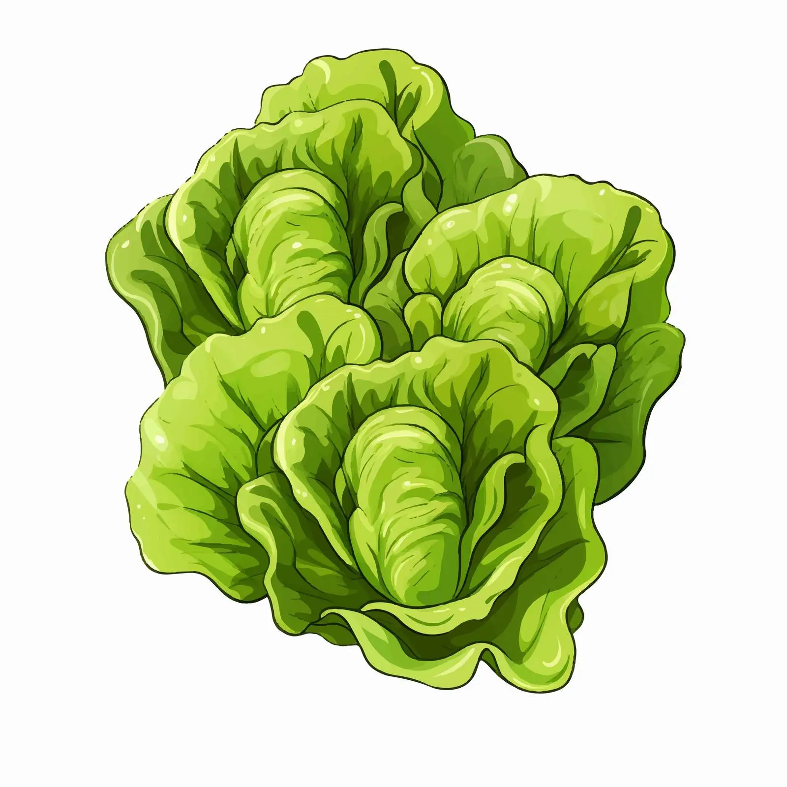 Butterhead Lettuce Vector Illustration on White Background — free download from Dotvec