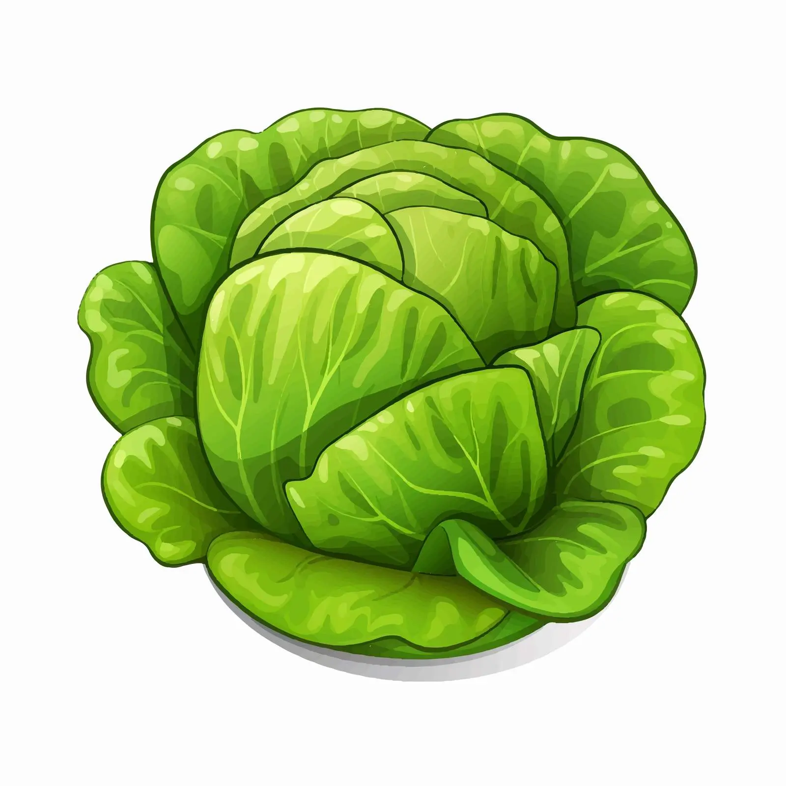 Butterhead Lettuce Line Vector Illustration — free download from Dotvec
