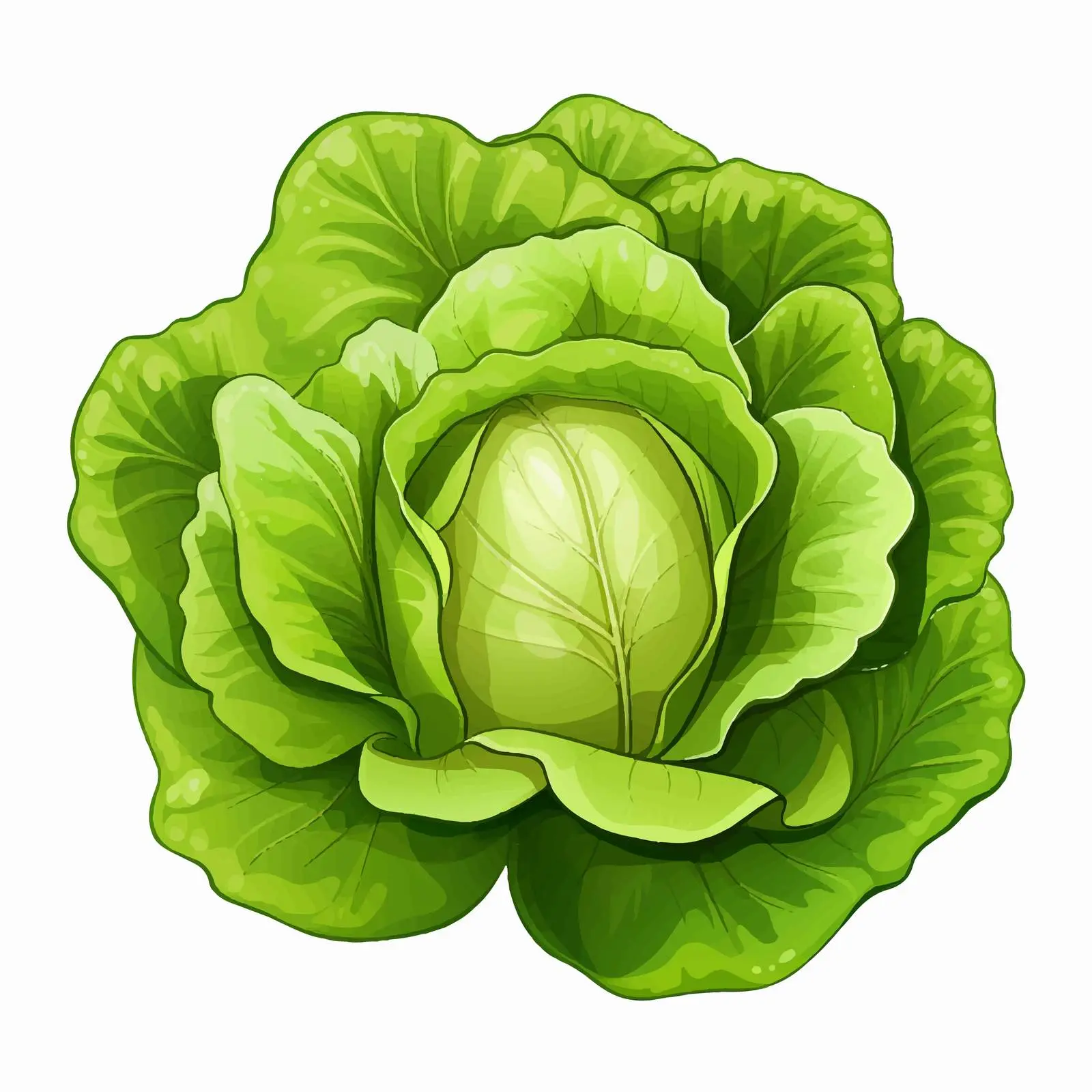 Butterhead Lettuce Vector Illustration on White Background — free download from Dotvec