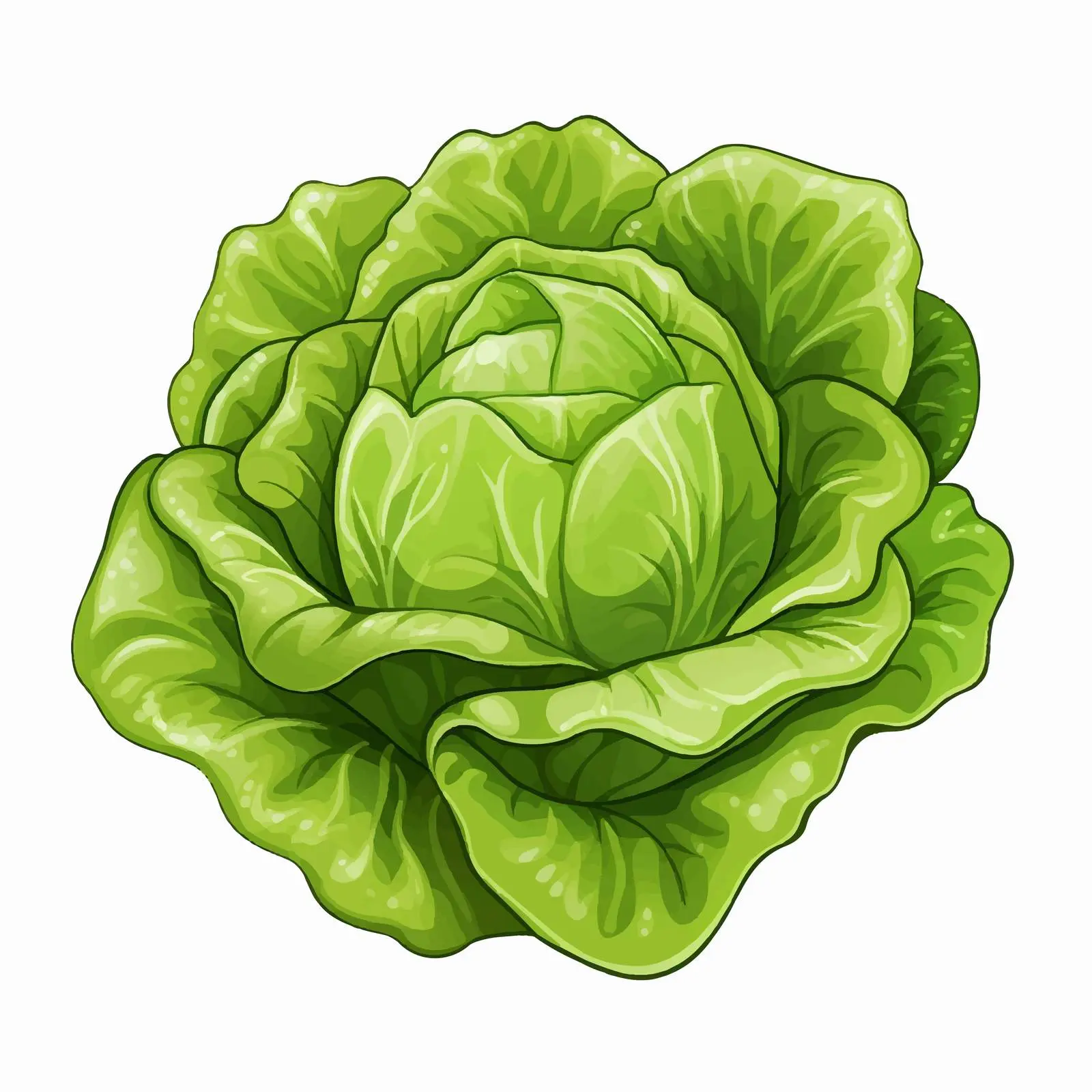 Butterhead Lettuce Vector Illustration on White Background — free download from Dotvec