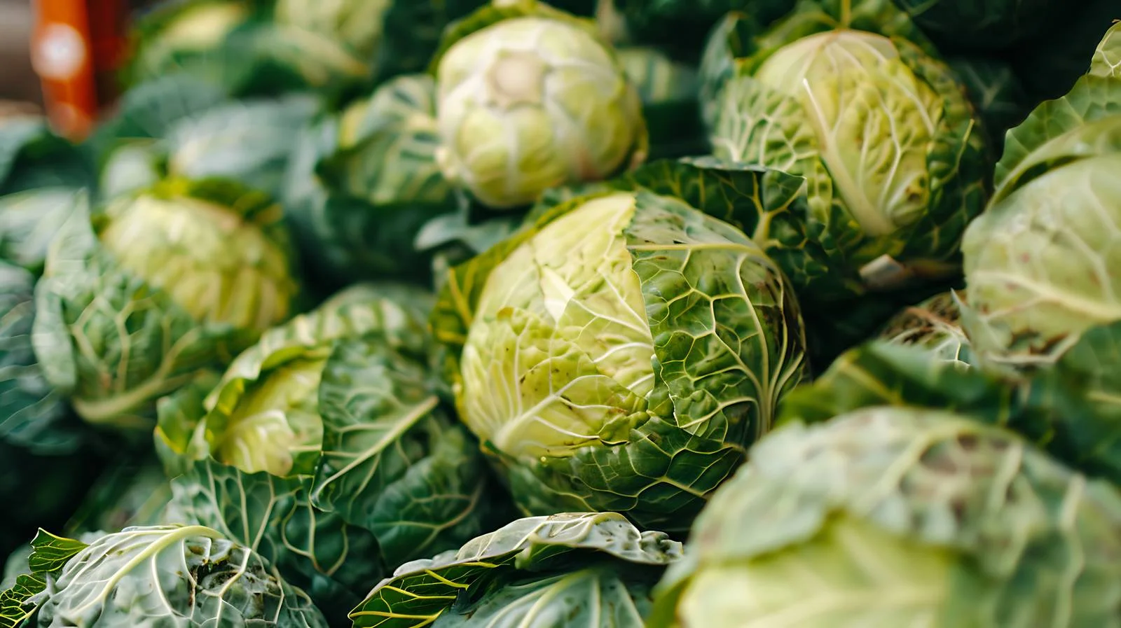 Fresh Cabbage Display at Market Stall — free download from Dotvec