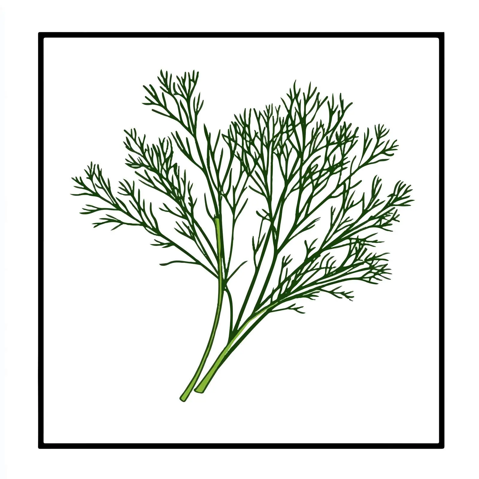 Caraway Fennel Seed Vector Illustration — free download from Dotvec