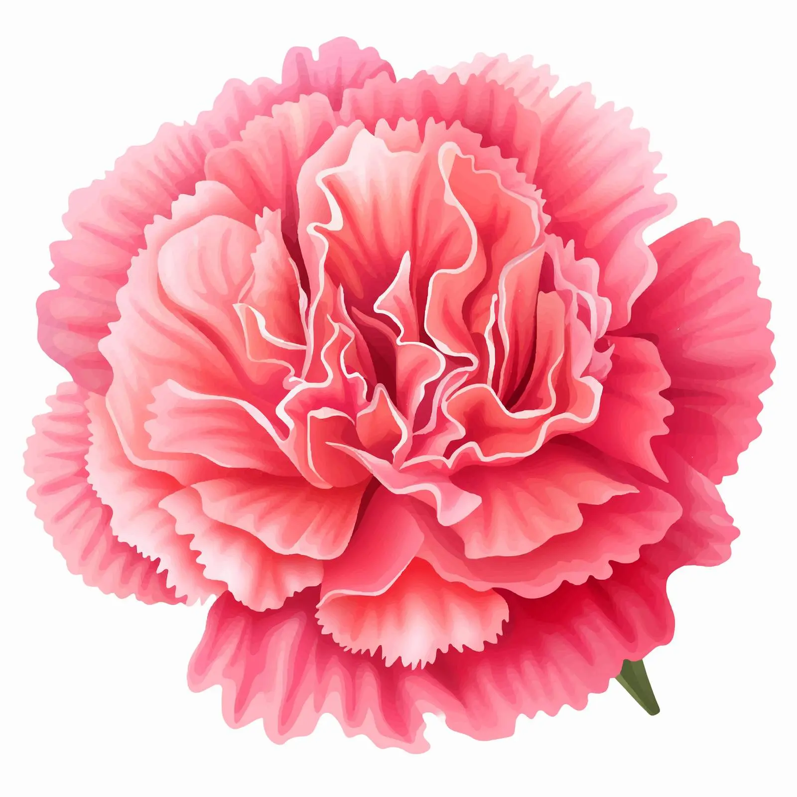 Carnation Flower Vector Illustration on White Background — free download from Dotvec