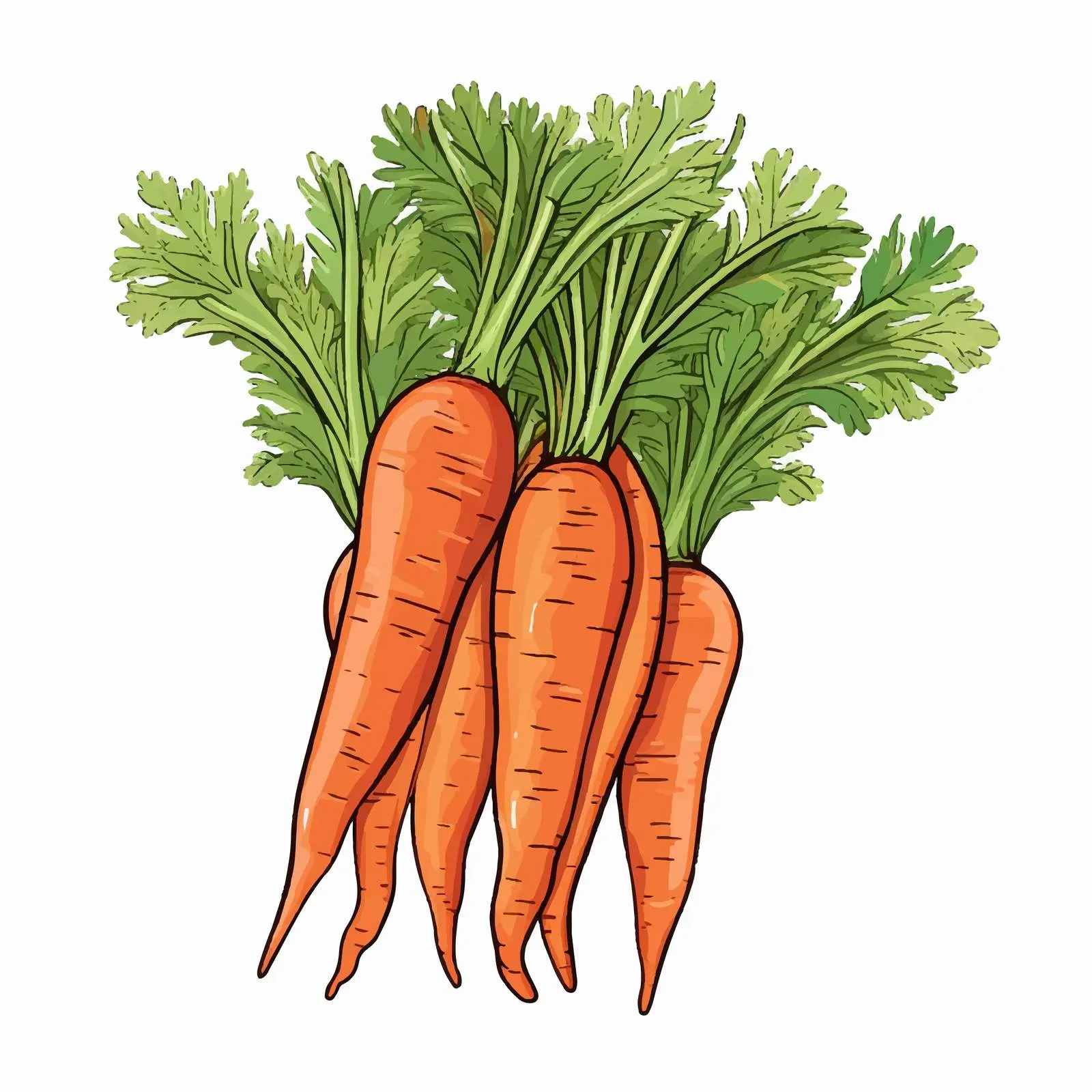 Carrot Line Vector Illustration on White Background — free download from Dotvec