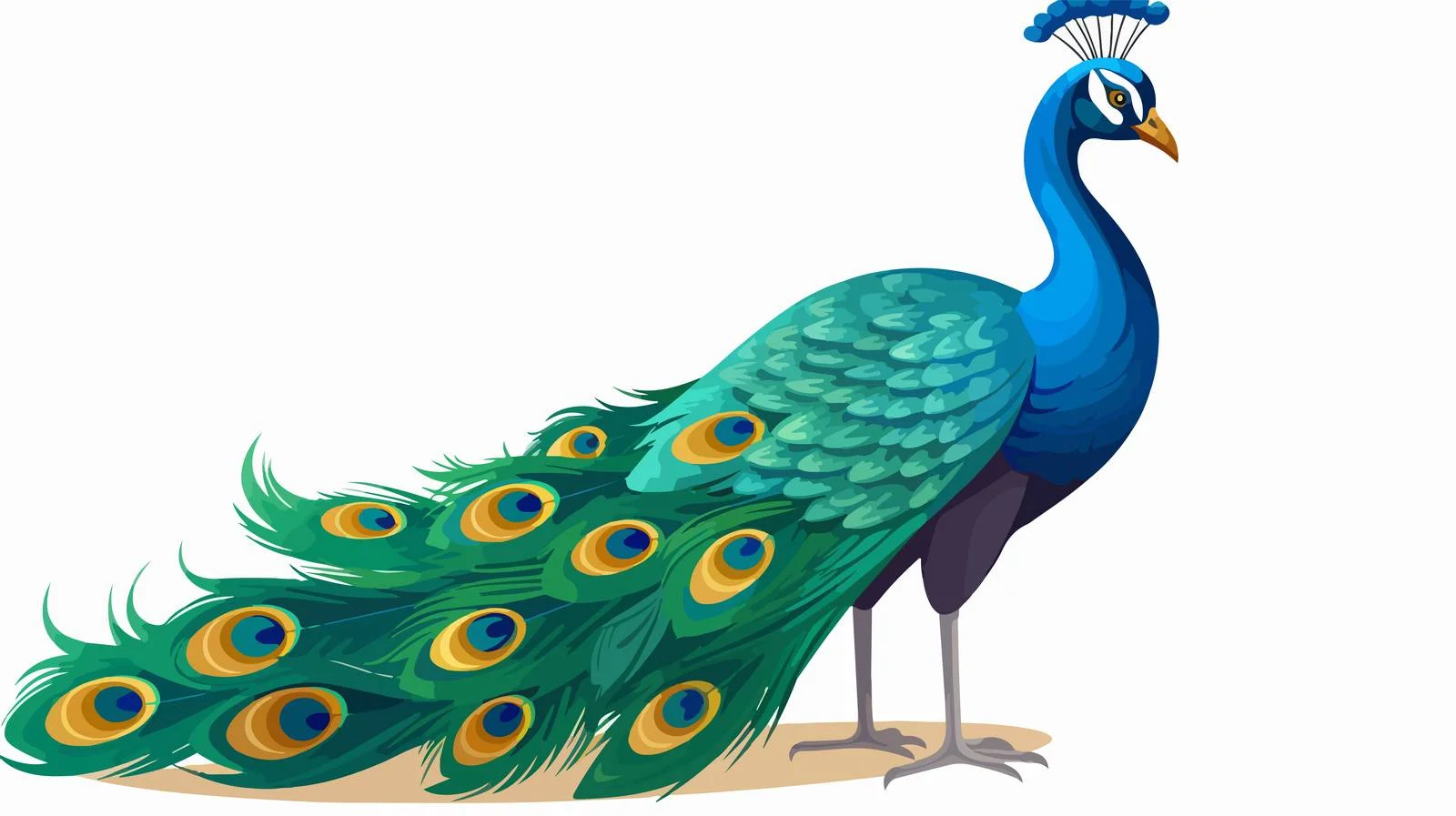 Cartoon Peacock Vector Illustration — free download from Dotvec