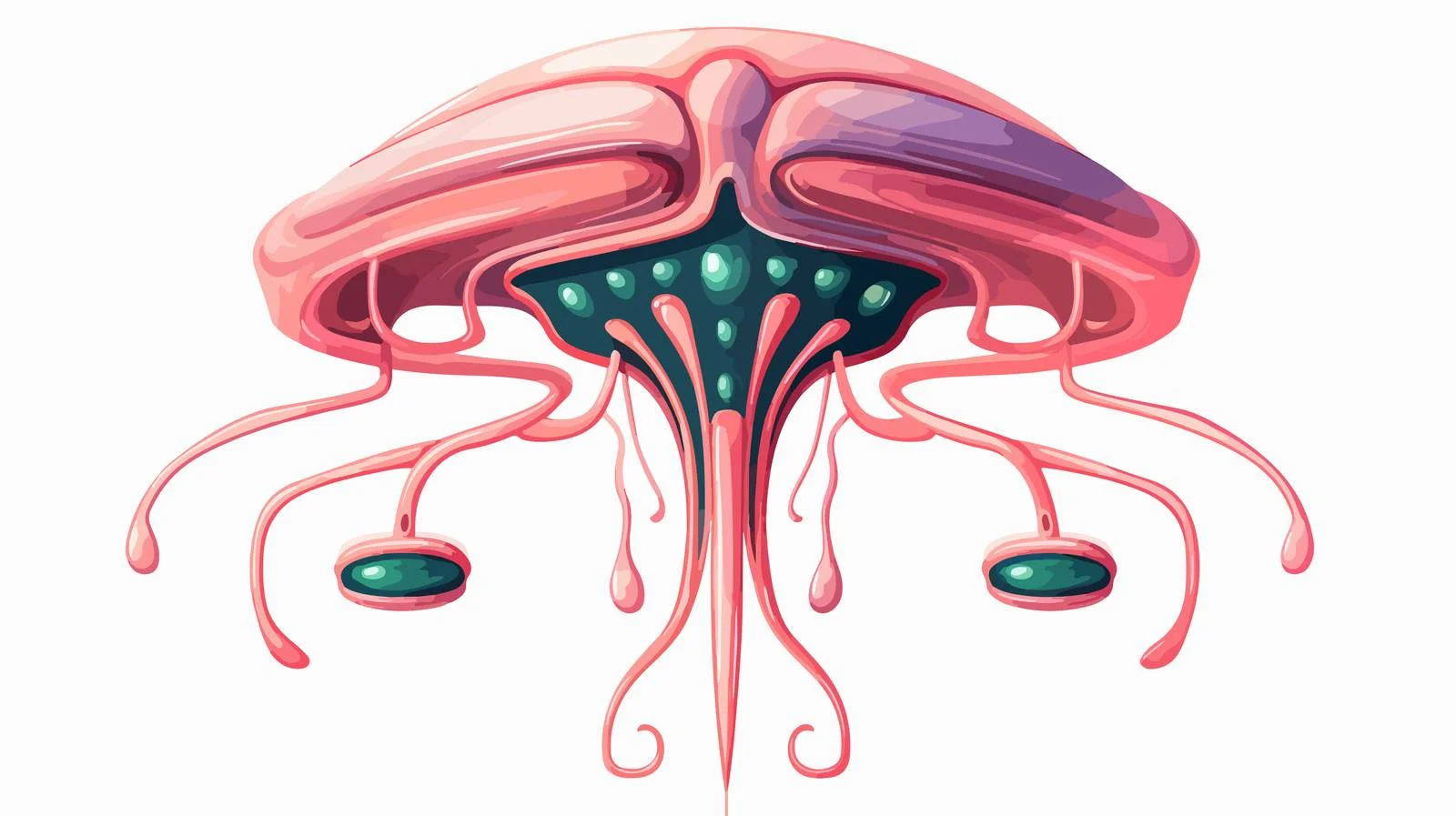 Female Reproductive System Vector Illustration — free download from Dotvec