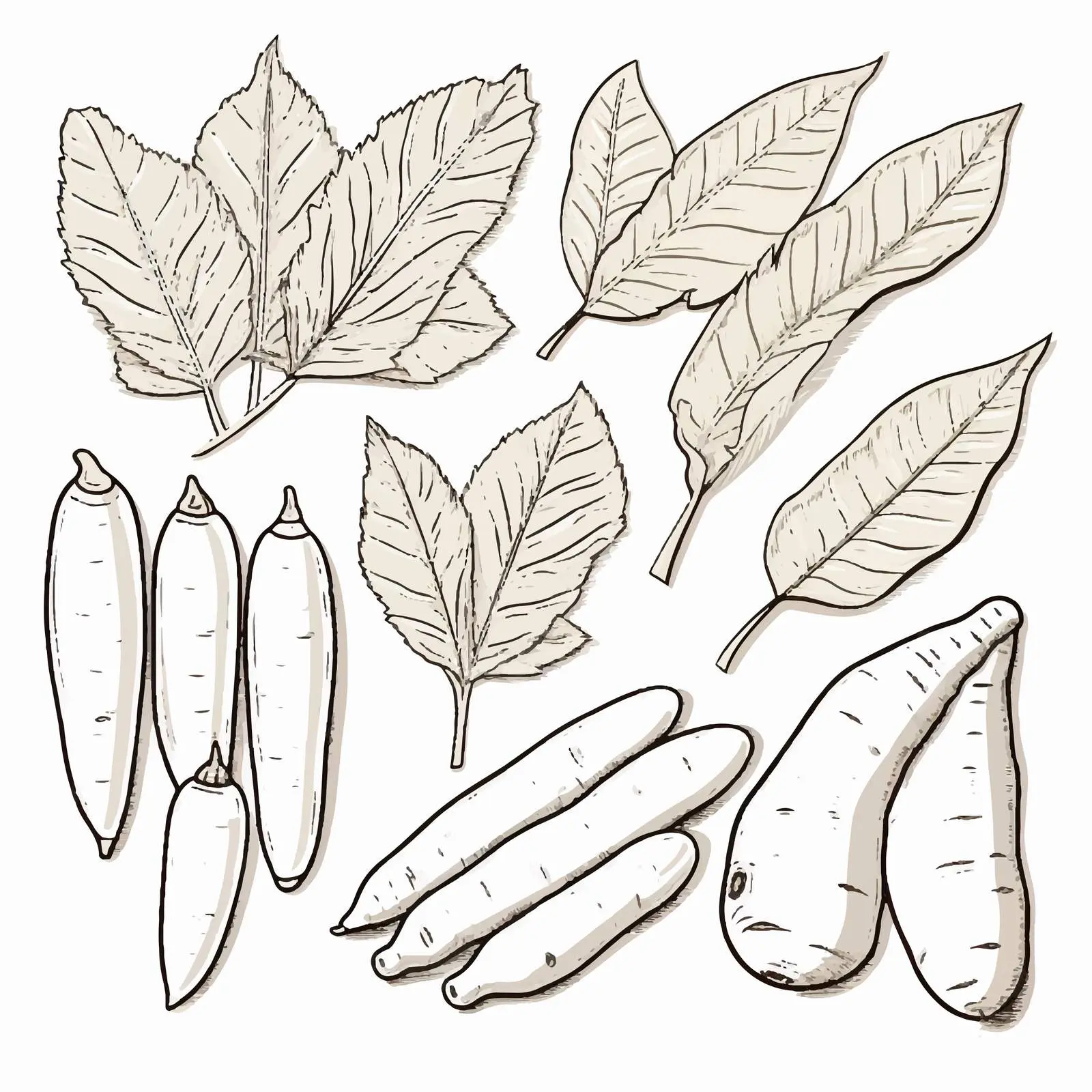 Cassava Plant Outline Vector Illustration – free flour image from Dotvec