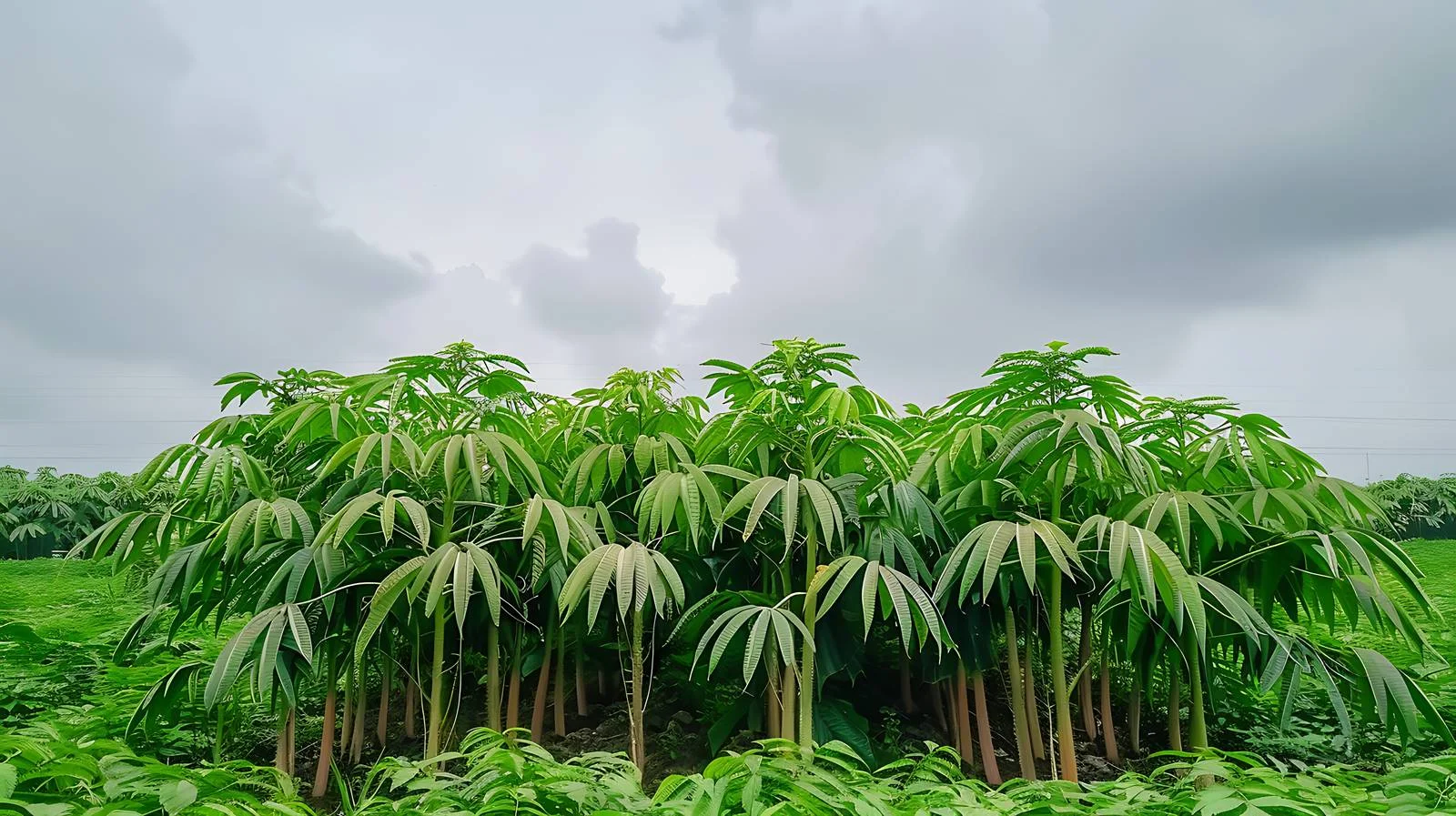 Cassava Farming Landscape — free download from Dotvec