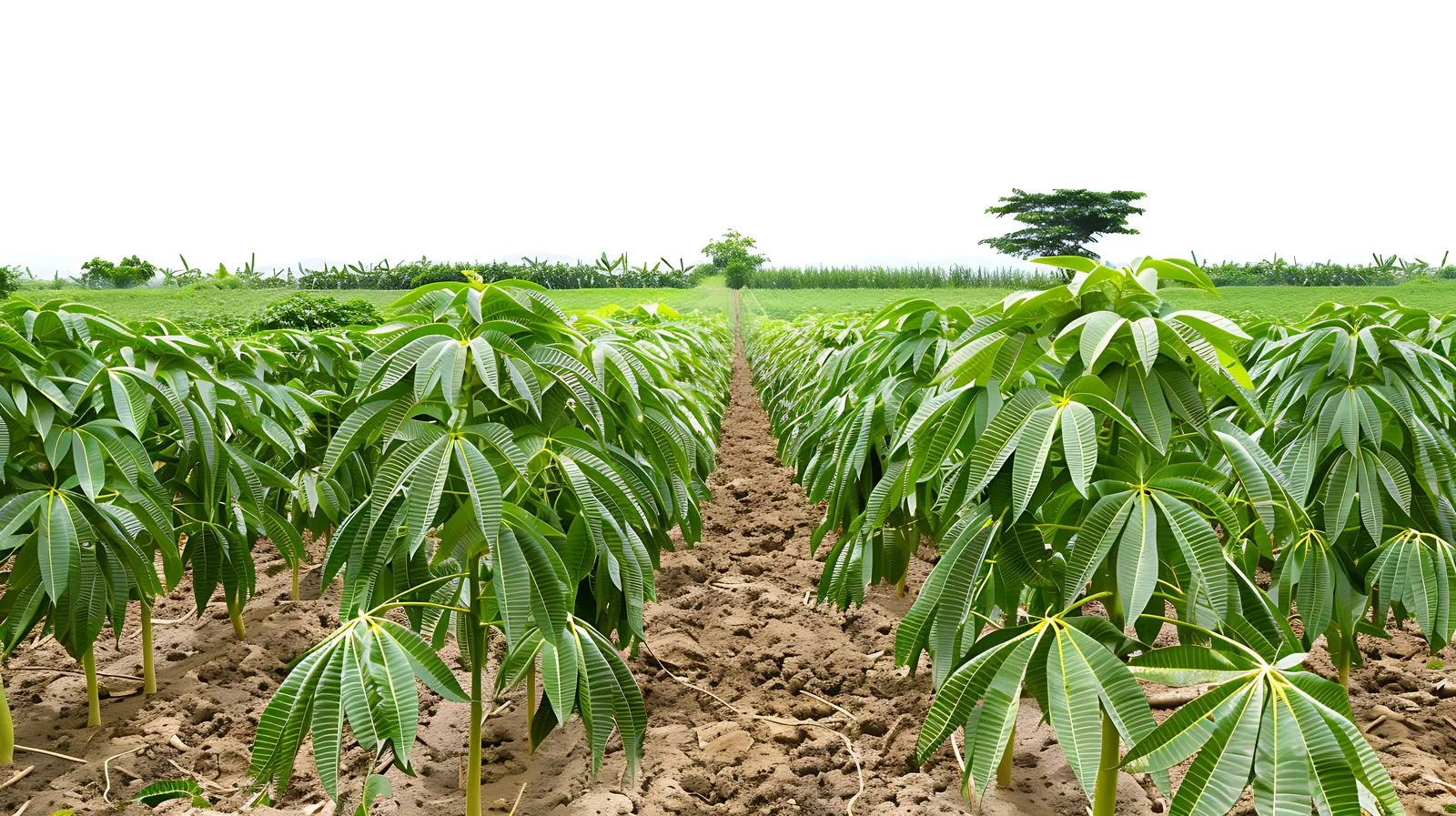 Cassava Farming Scene — free download from Dotvec